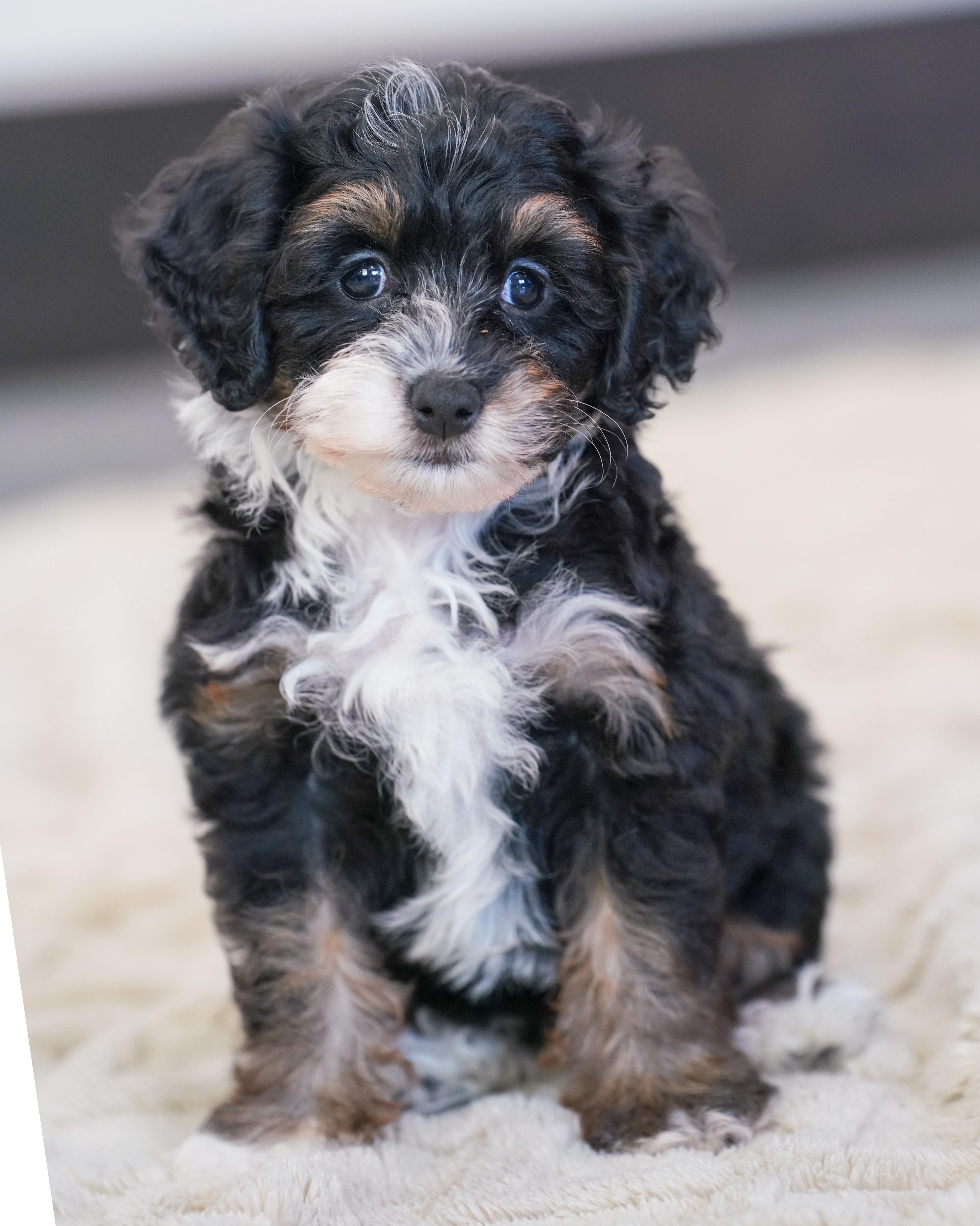 Flora, Tri Colored Micro Bernedoodle puppy