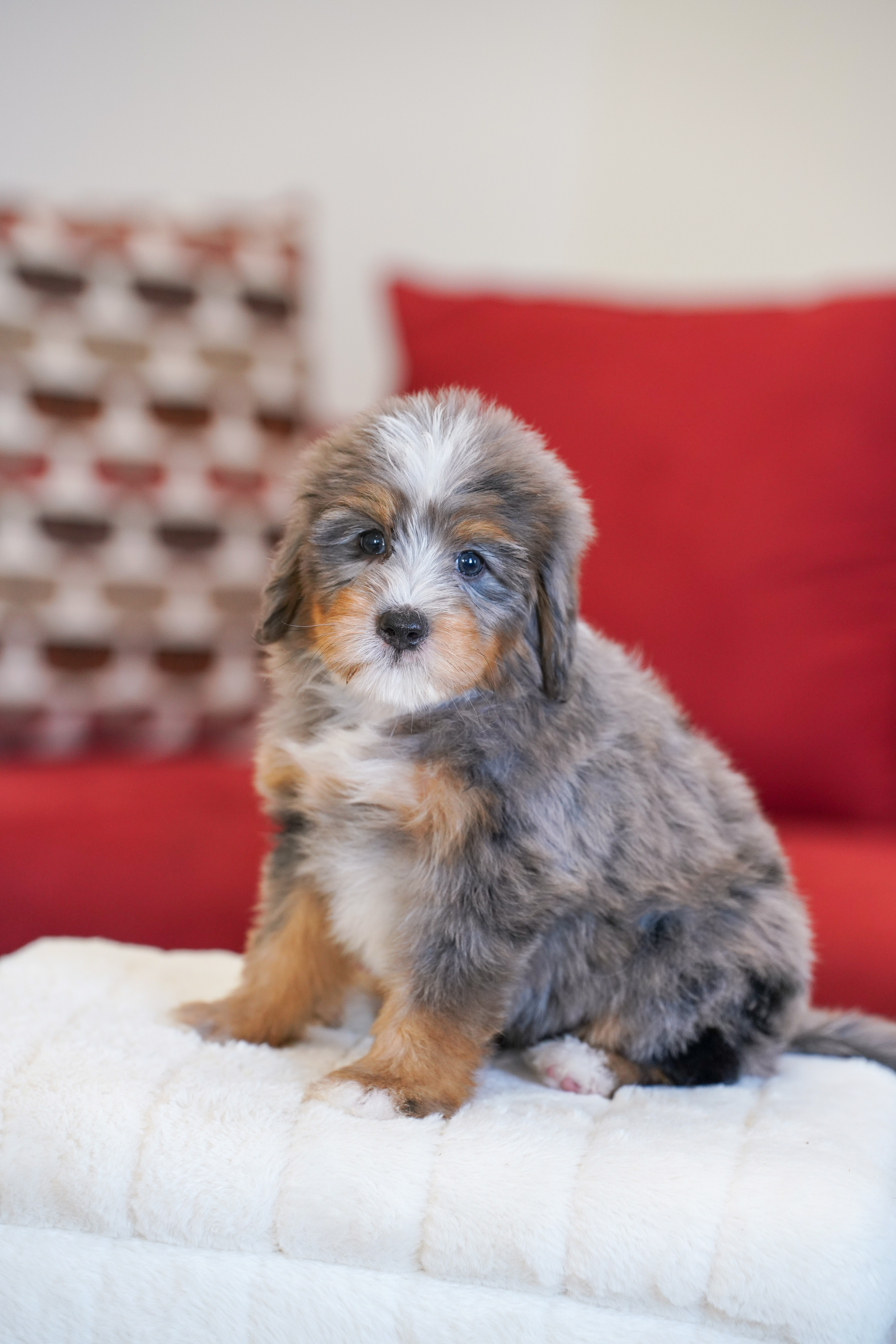 Kamala, Merle Tri Colored, girl, Mini Bernedoodle, puppy at Down Home Doodle