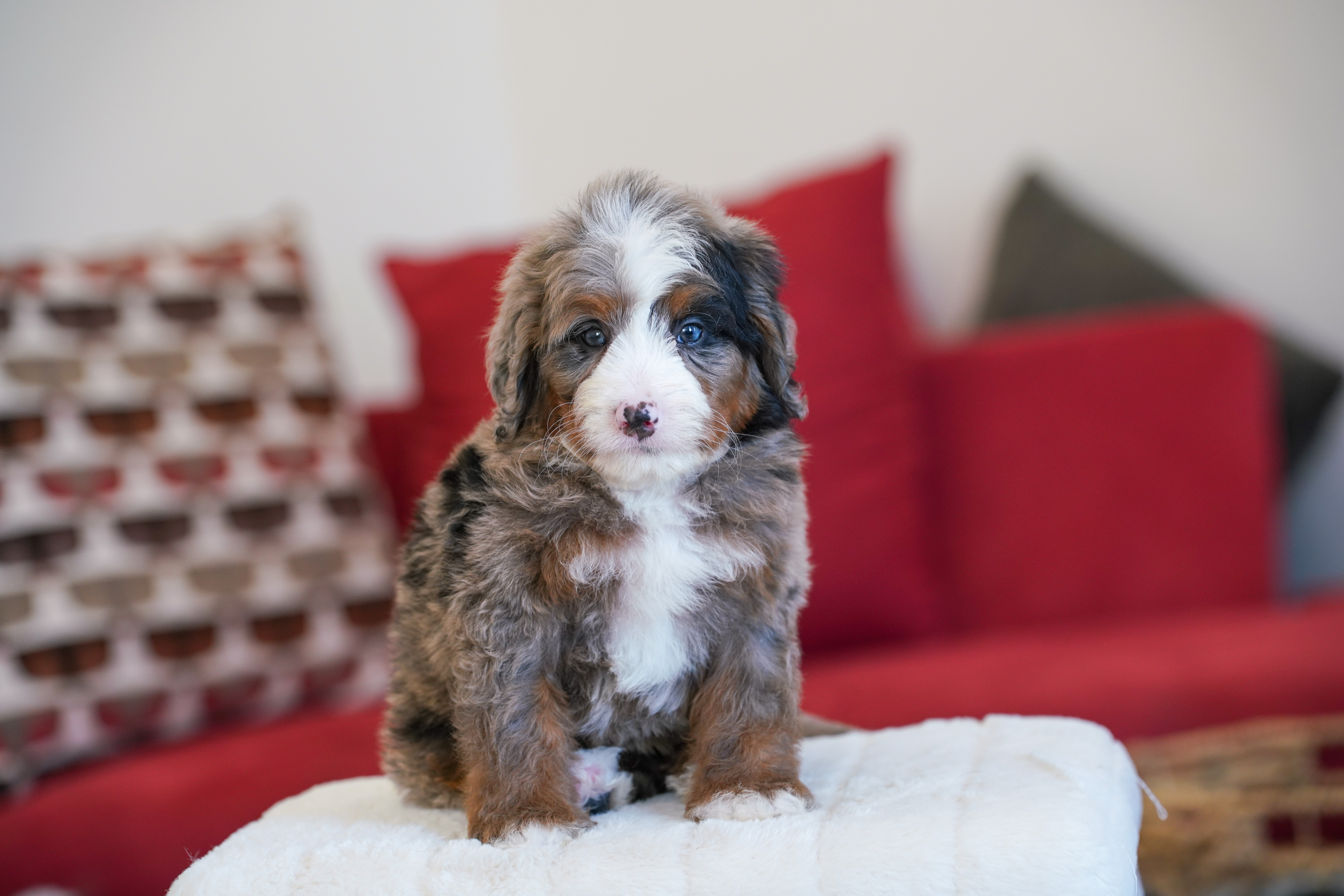 Vance, Merle Tri Colored, boy, Mini Bernedoodle, puppy at Down Home Doodle