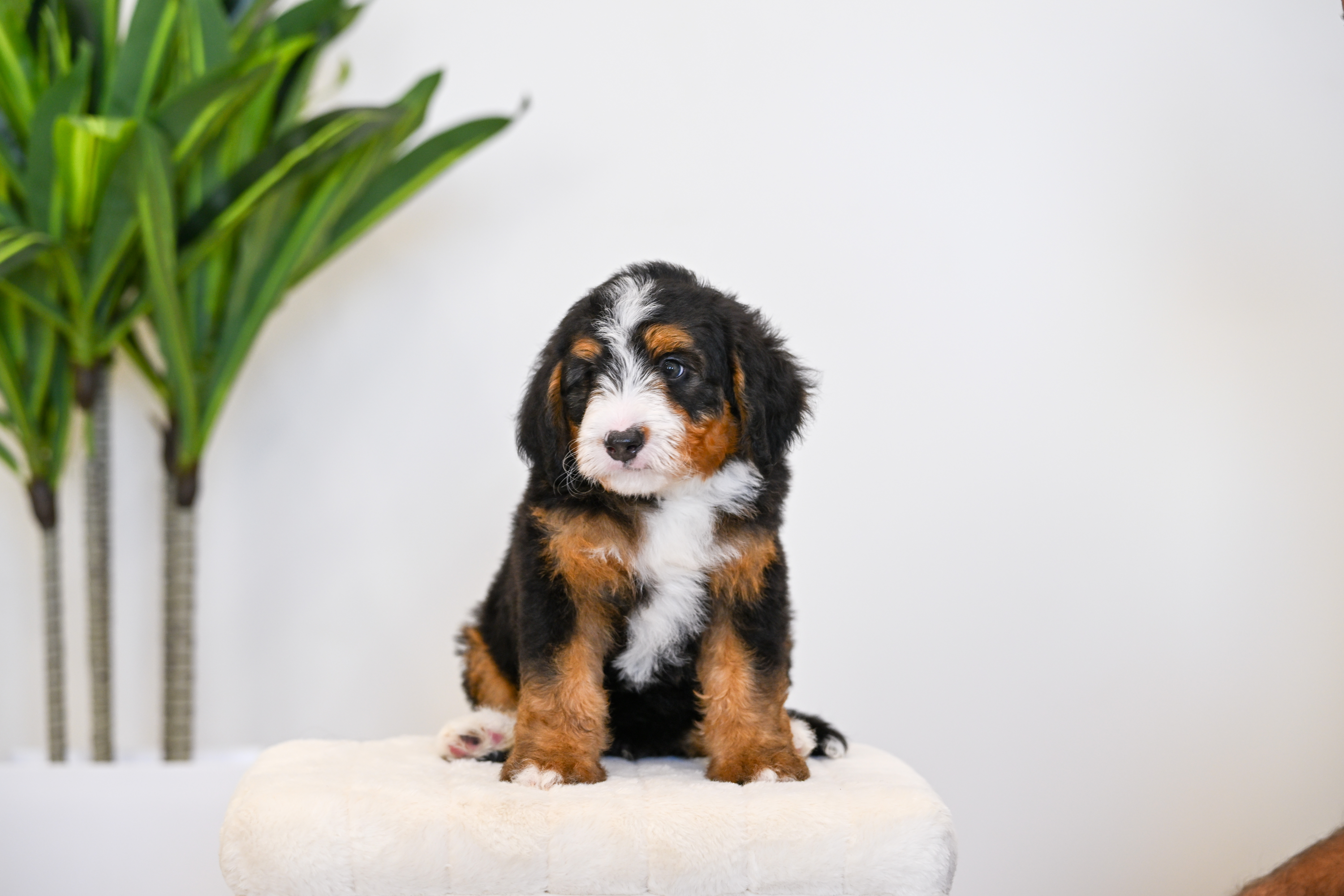 Cheeto, Tri Colored Mini Bernedoodle puppy