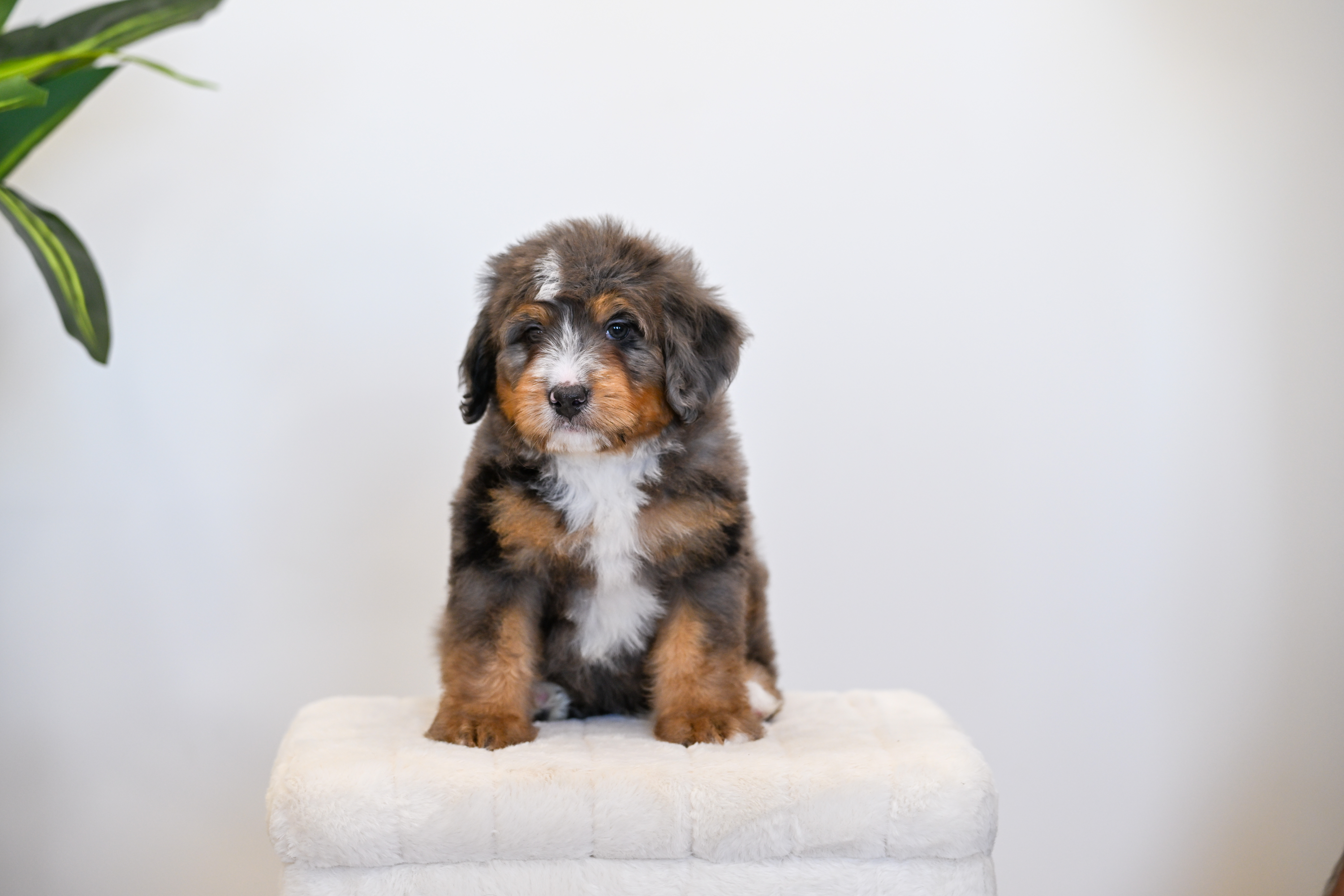 Frito, Merle Tri Colored Mini Bernedoodle puppy