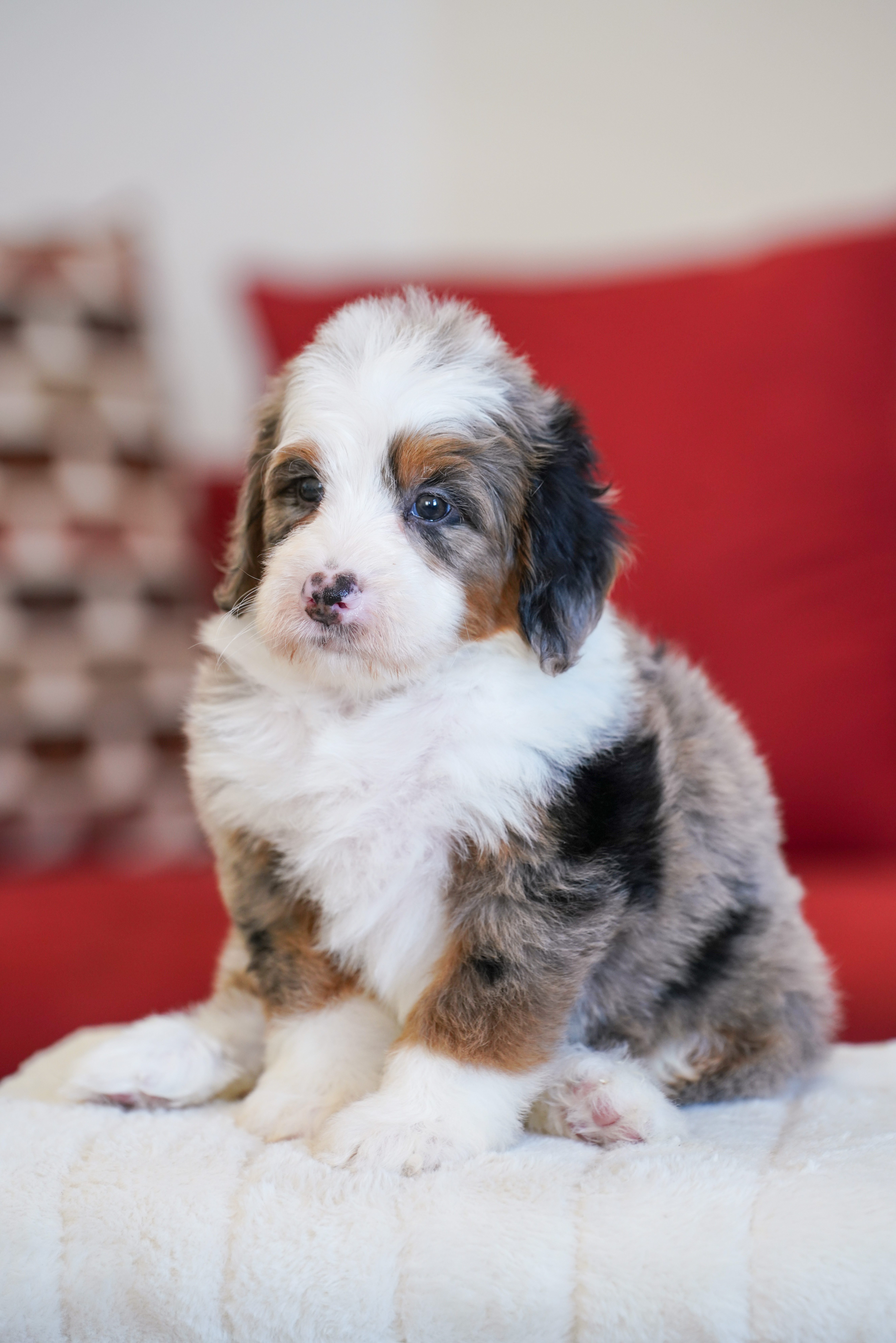 Bernie, Merle Tri Colored, boy, Mini Bernedoodle, puppy at Down Home Doodle