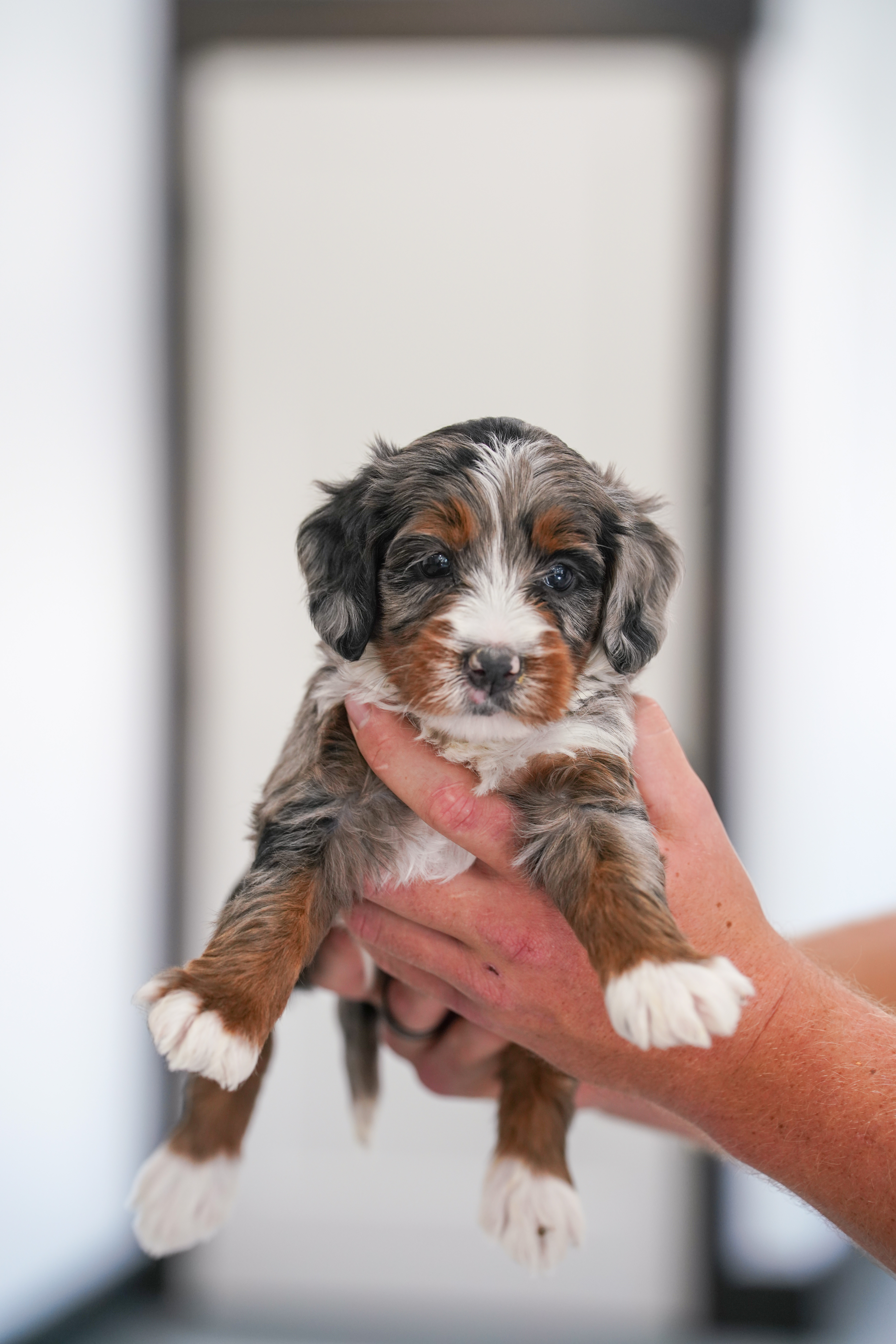 Huckleberry, Merle Tri Colored boy from the Sweet as  Pie Litter