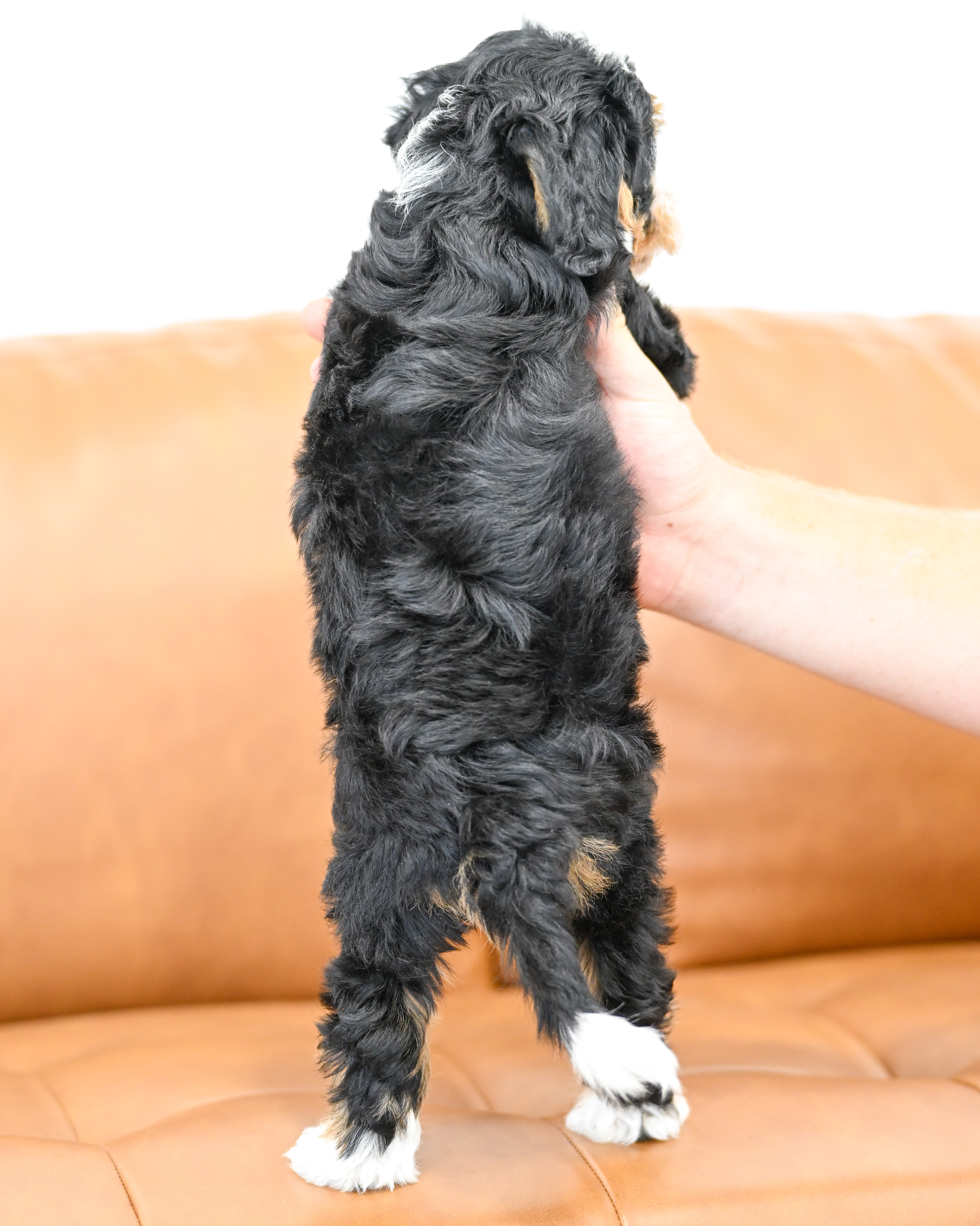 Bianca, Tri Colored, girl, Micro Bernedoodle, puppy at Down Home Doodle