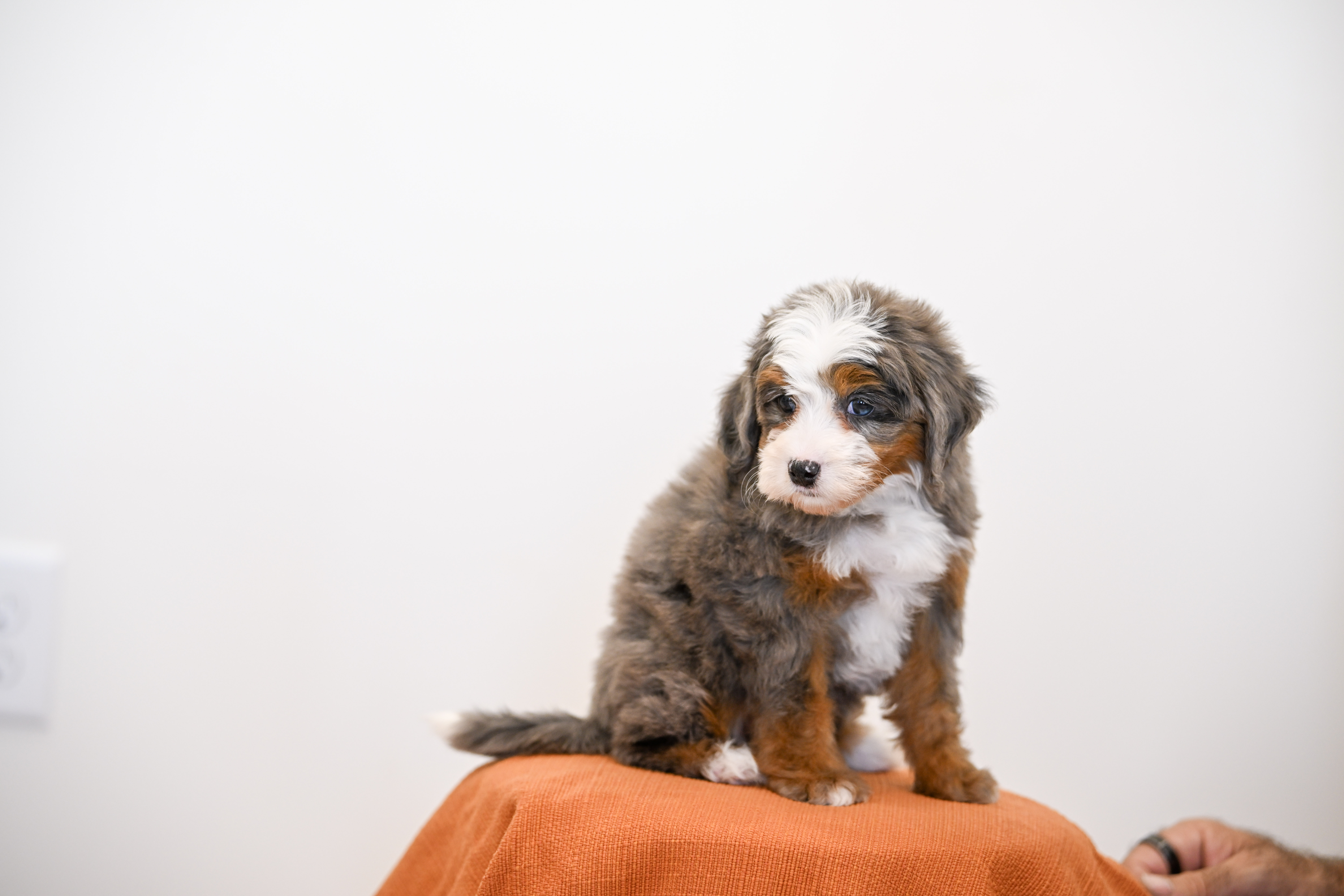 Beverly, Merle Tri Colored, girl, Mini Bernedoodle, puppy at Down Home Doodle