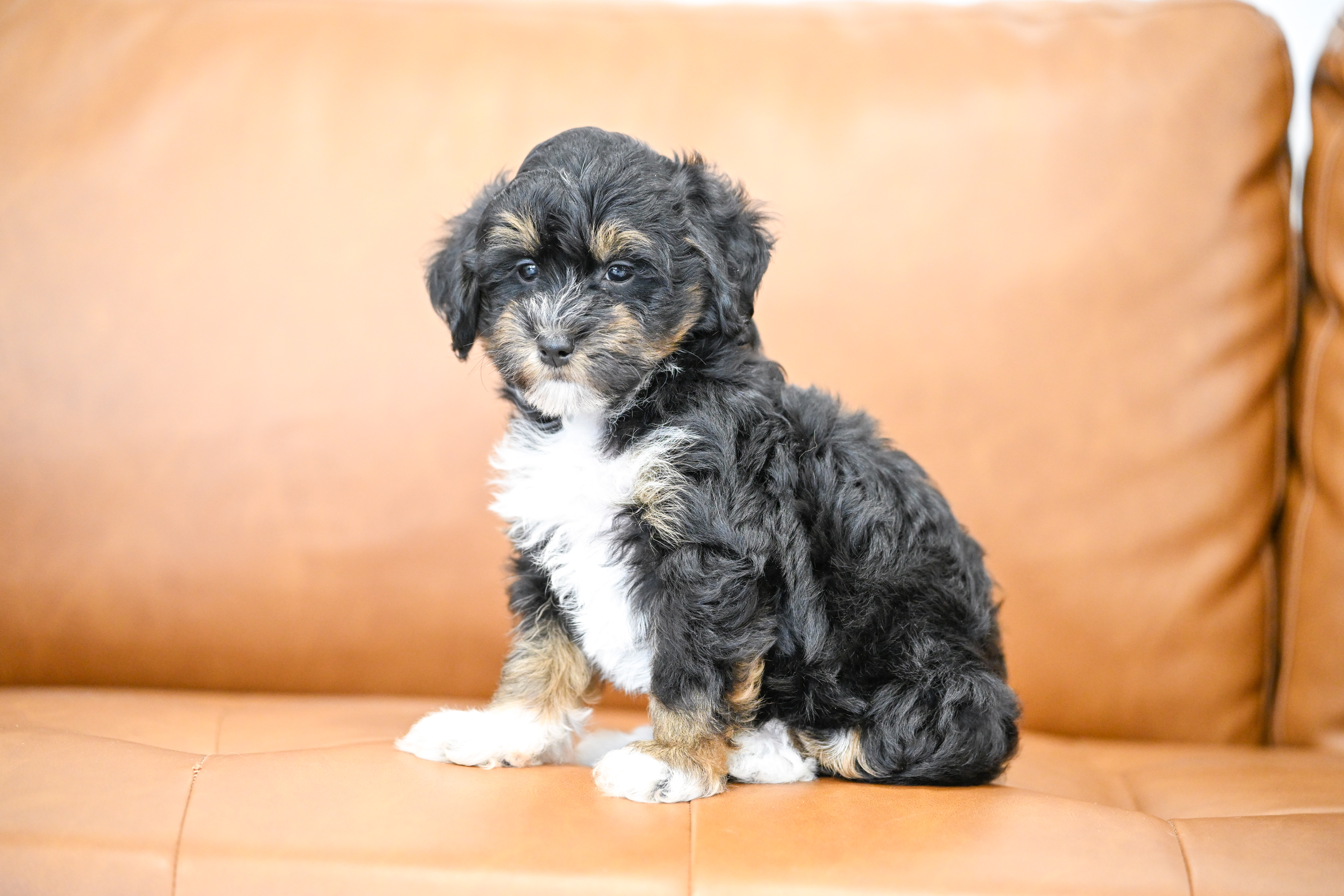 Odette, Tri Colored, girl, Micro Bernedoodle, puppy at Down Home Doodle