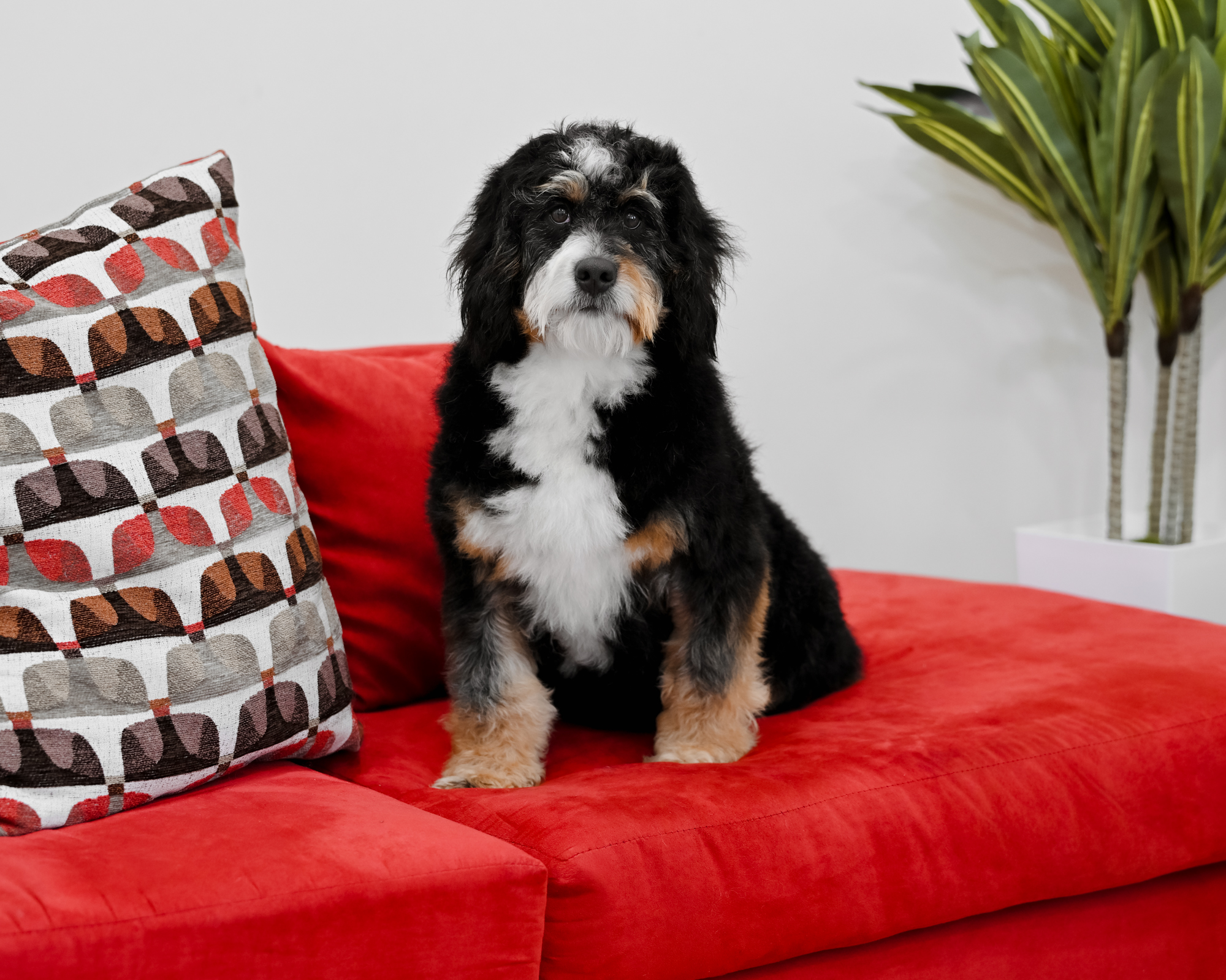 Black Tri Mini Bernedoodle mom, 37 lbs