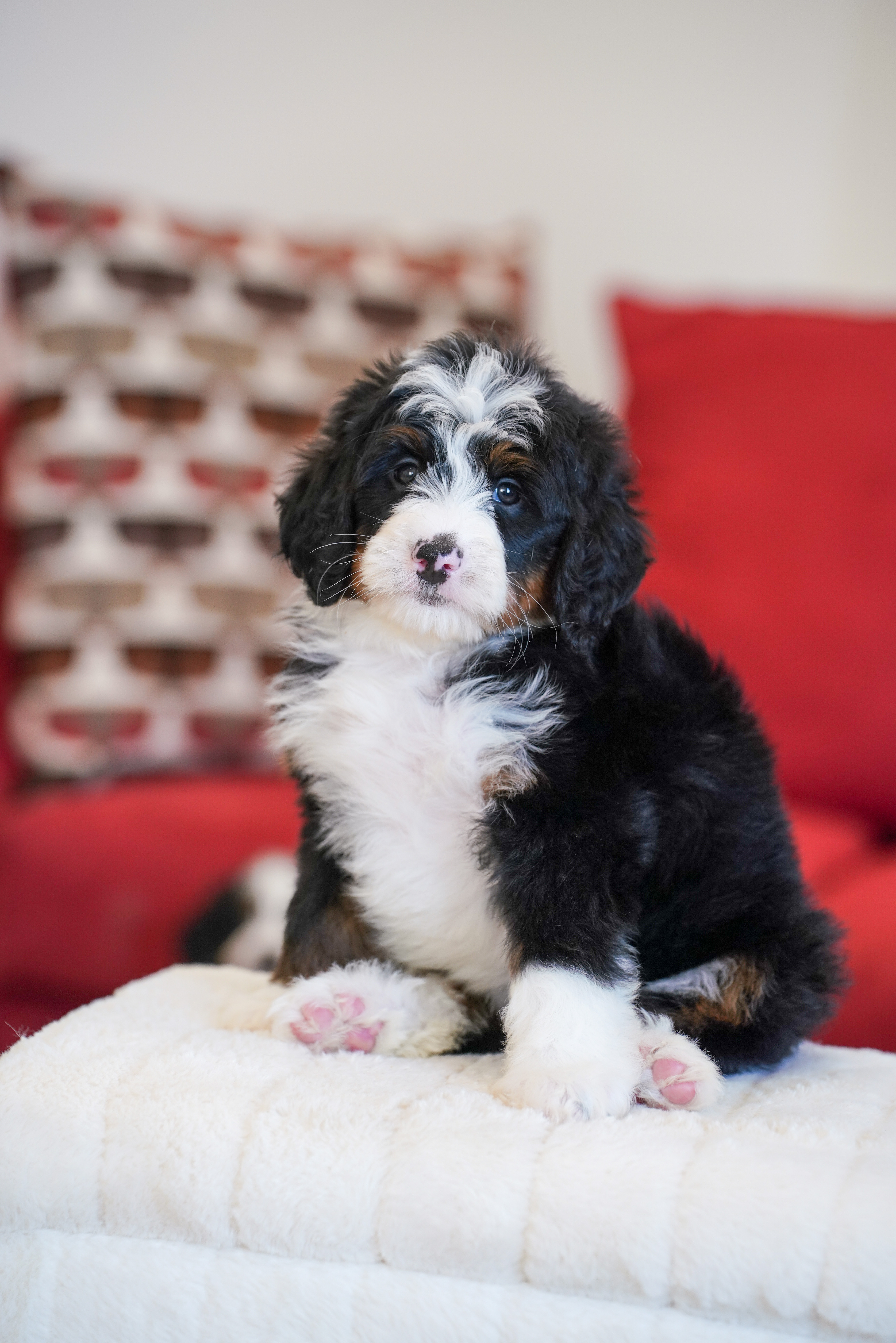 Hillary, Tri Colored, girl, Mini Bernedoodle, puppy at Down Home Doodle