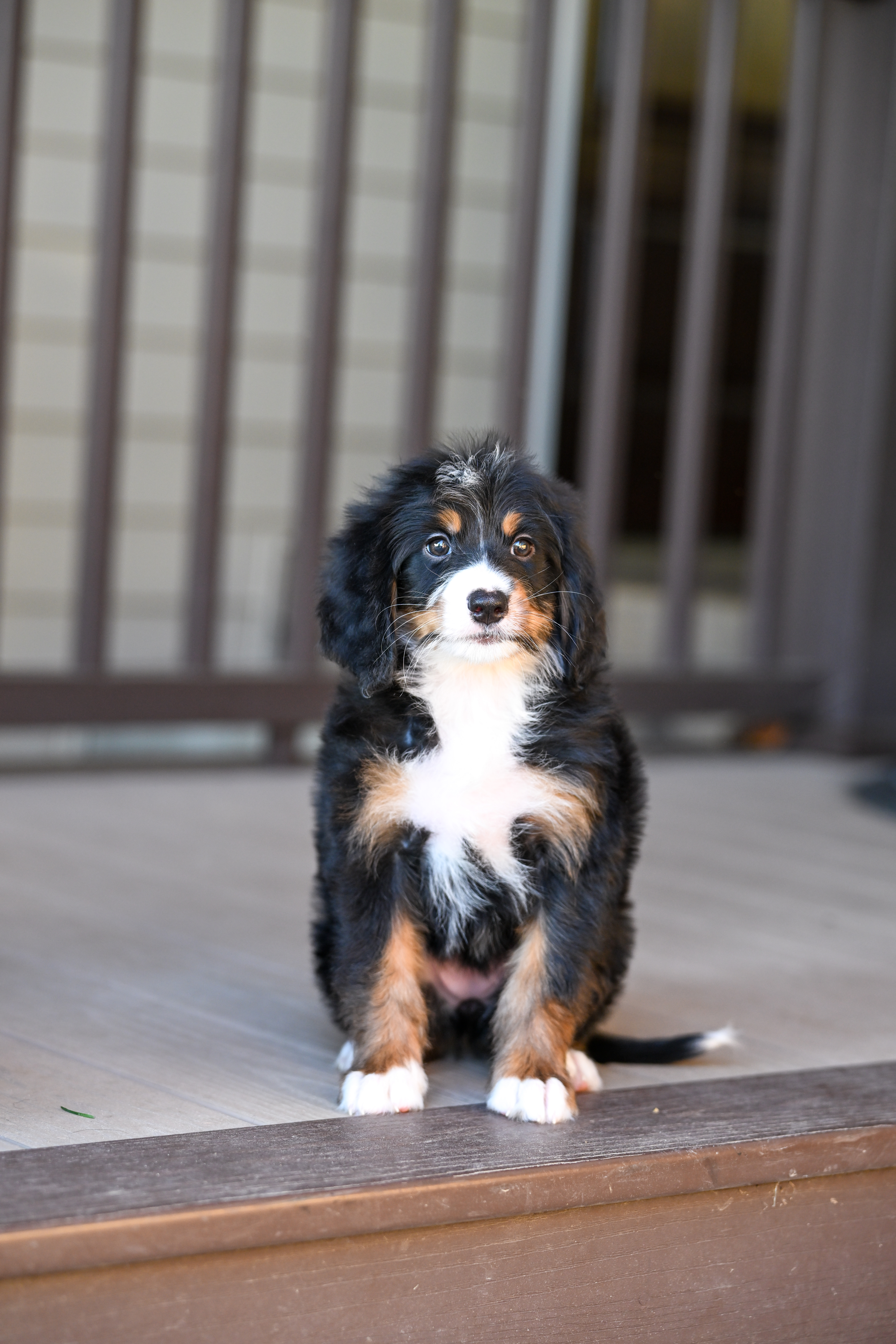 Michelle, Tri Colored Mini Bernedoodle puppy