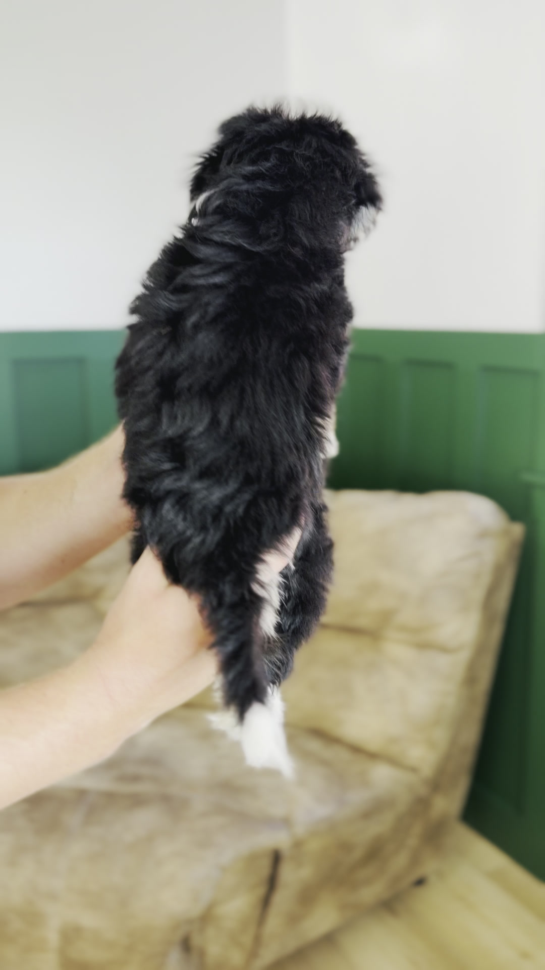 Forrest, Tri Colored Micro Bernedoodle puppy