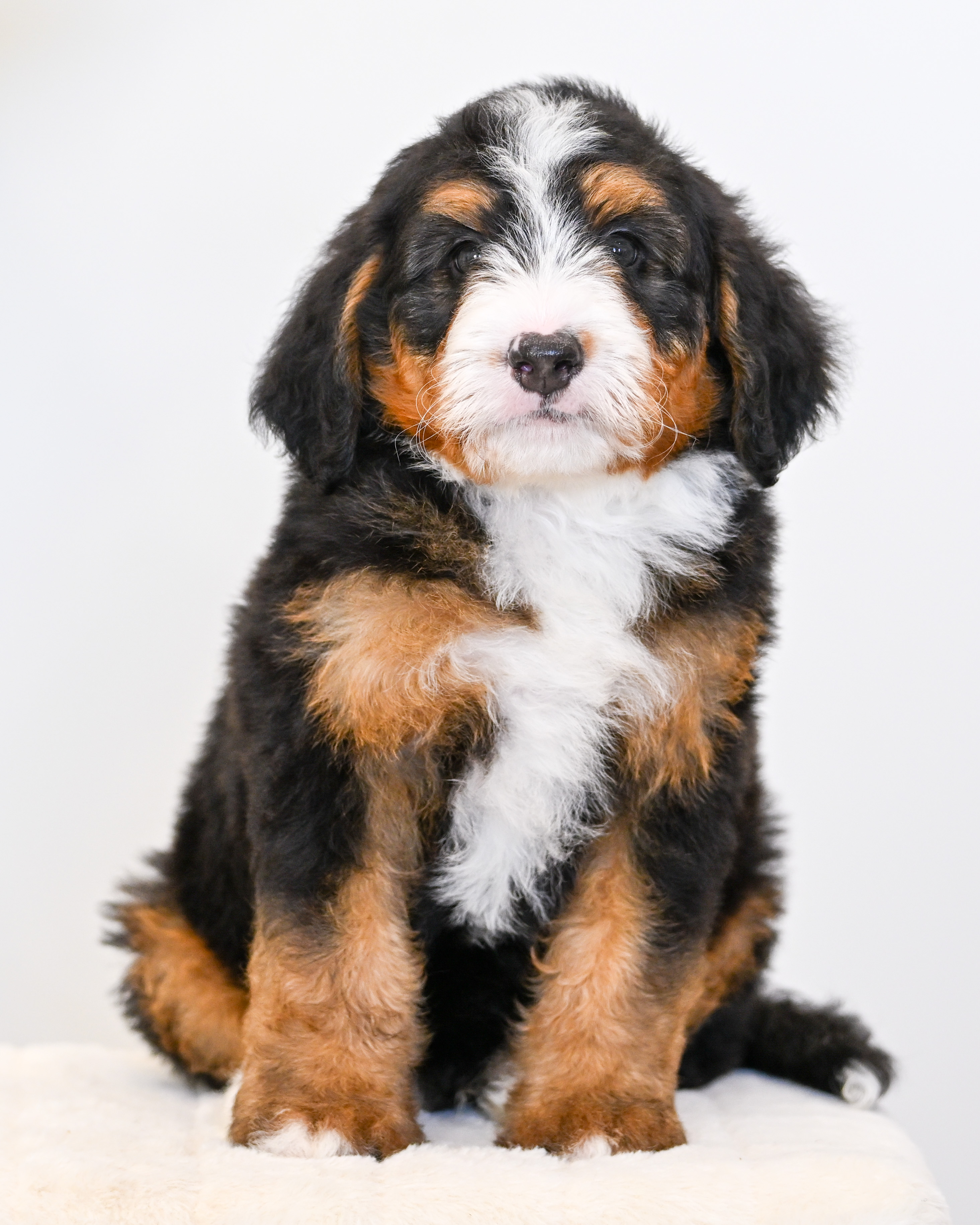 Cheeto, Tri Colored, boy, Mini Bernedoodle, puppy at Down Home Doodle