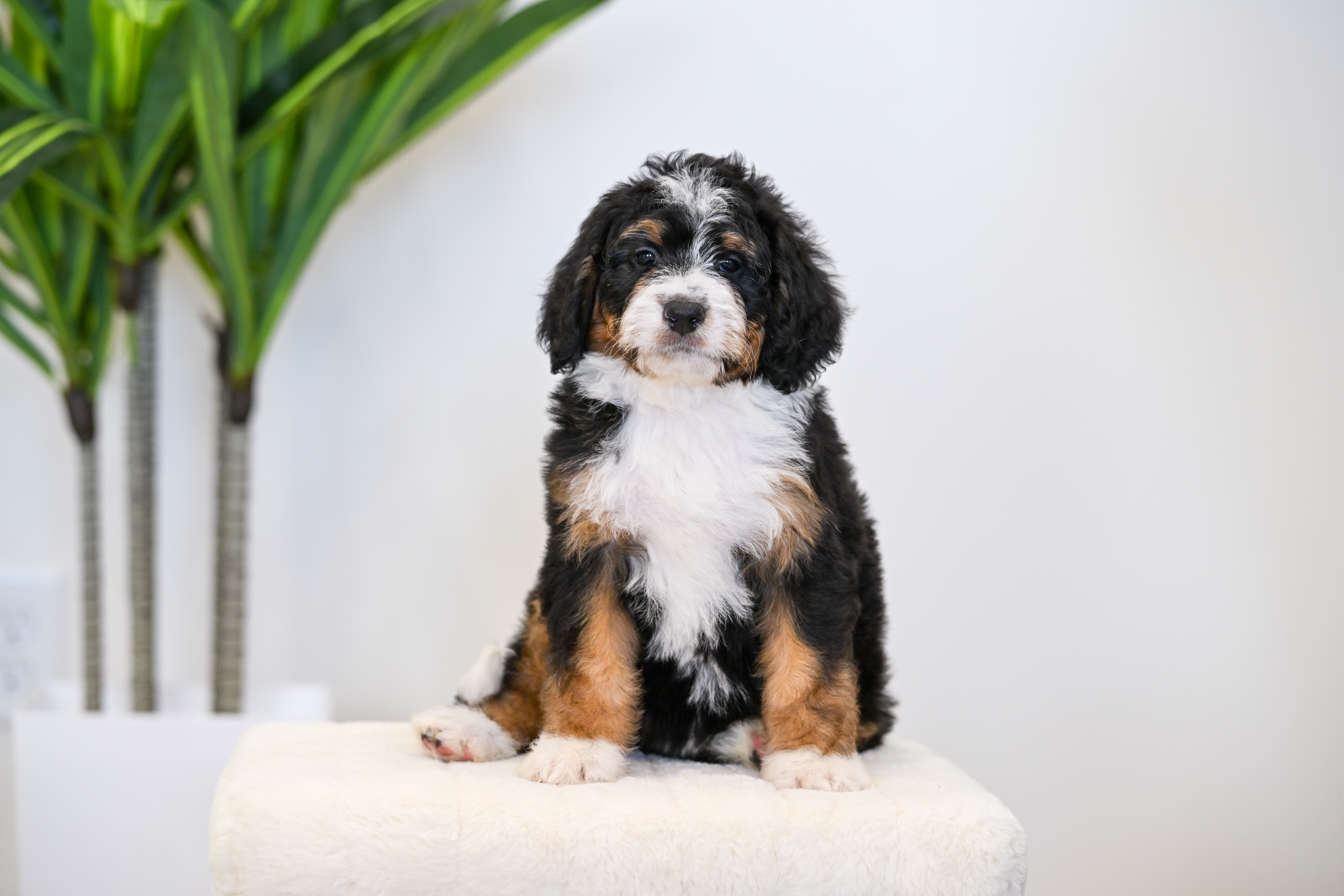 Taki, Tri Colored, girl, Mini Bernedoodle, puppy at Down Home Doodle