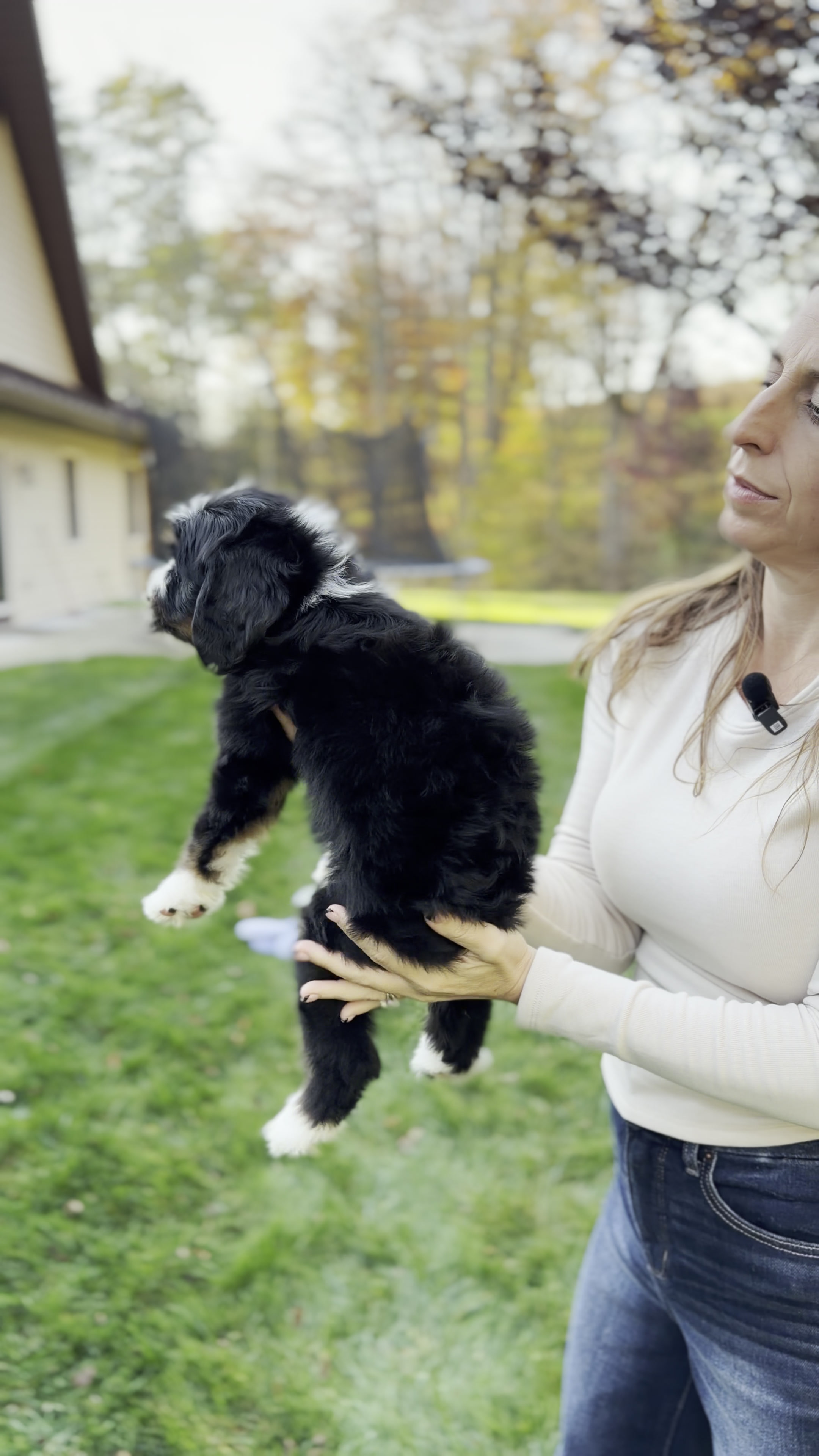Laura, Tri Colored, girl, Mini Bernedoodle, puppy at Down Home Doodle