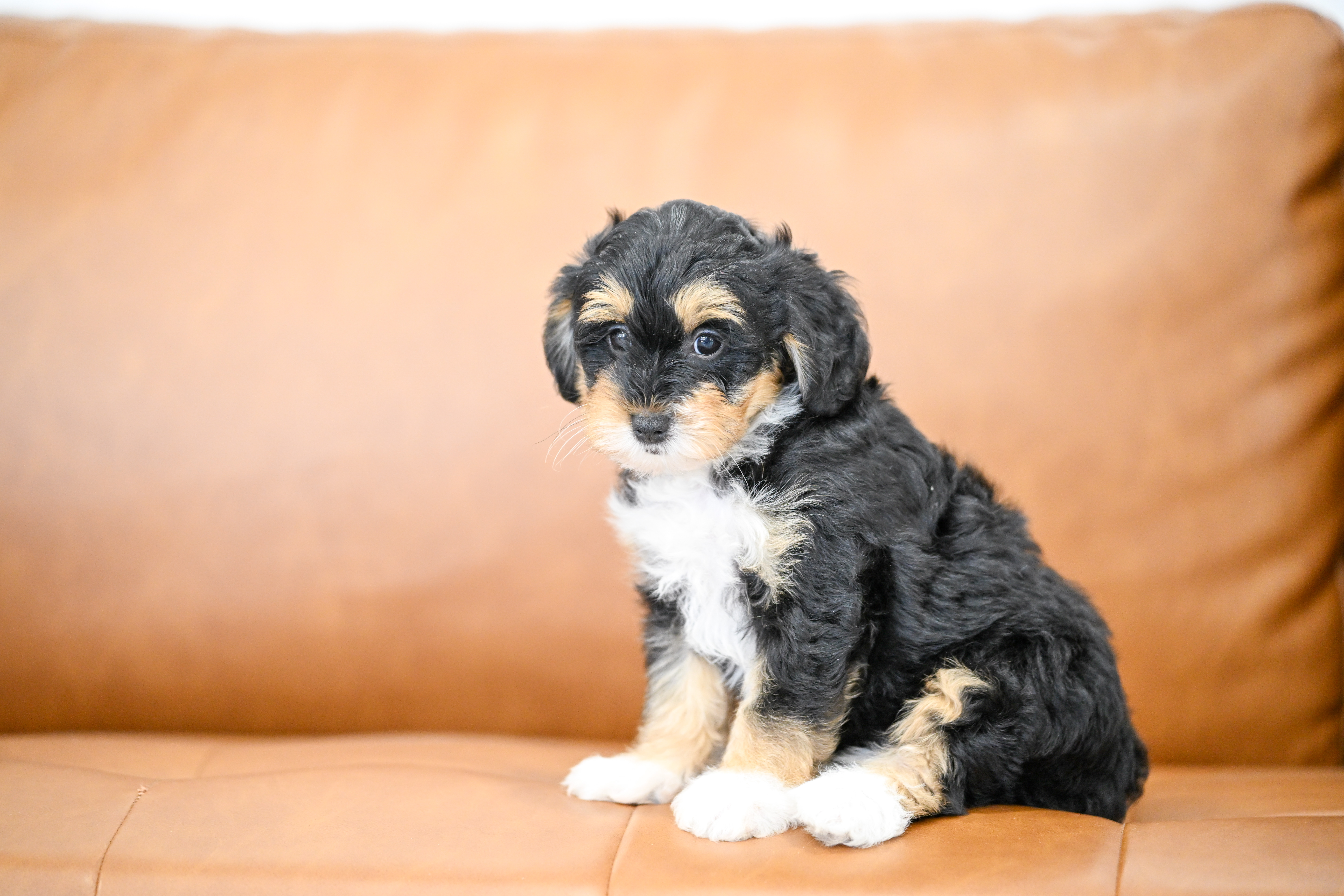 Delphine, Tri Colored, girl, Micro Bernedoodle, puppy at Down Home Doodle