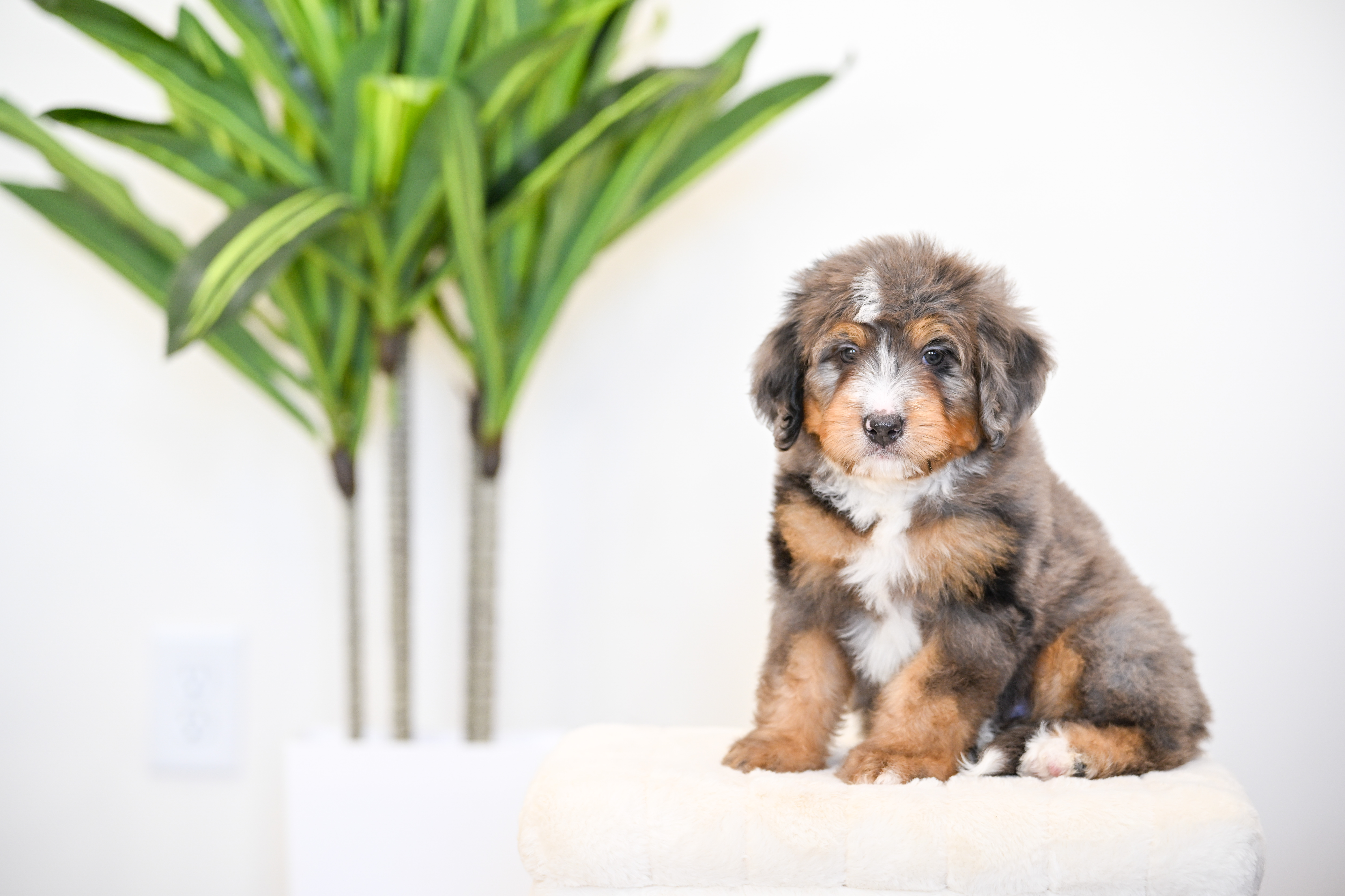 Frito, Merle Tri Colored, boy, Mini Bernedoodle, puppy at Down Home Doodle