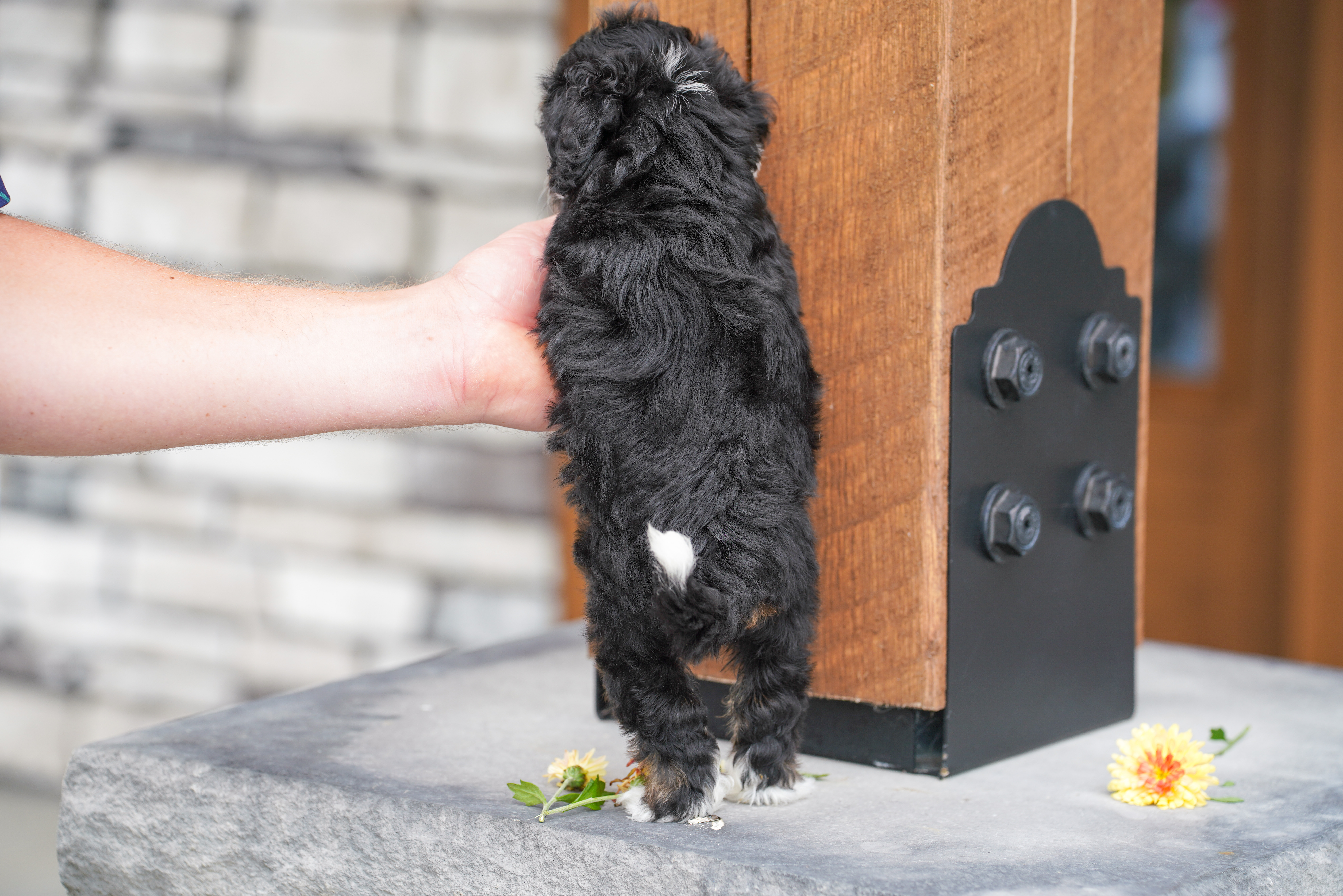 Flora, Tri Colored, girl, Micro Bernedoodle, puppy at Down Home Doodle