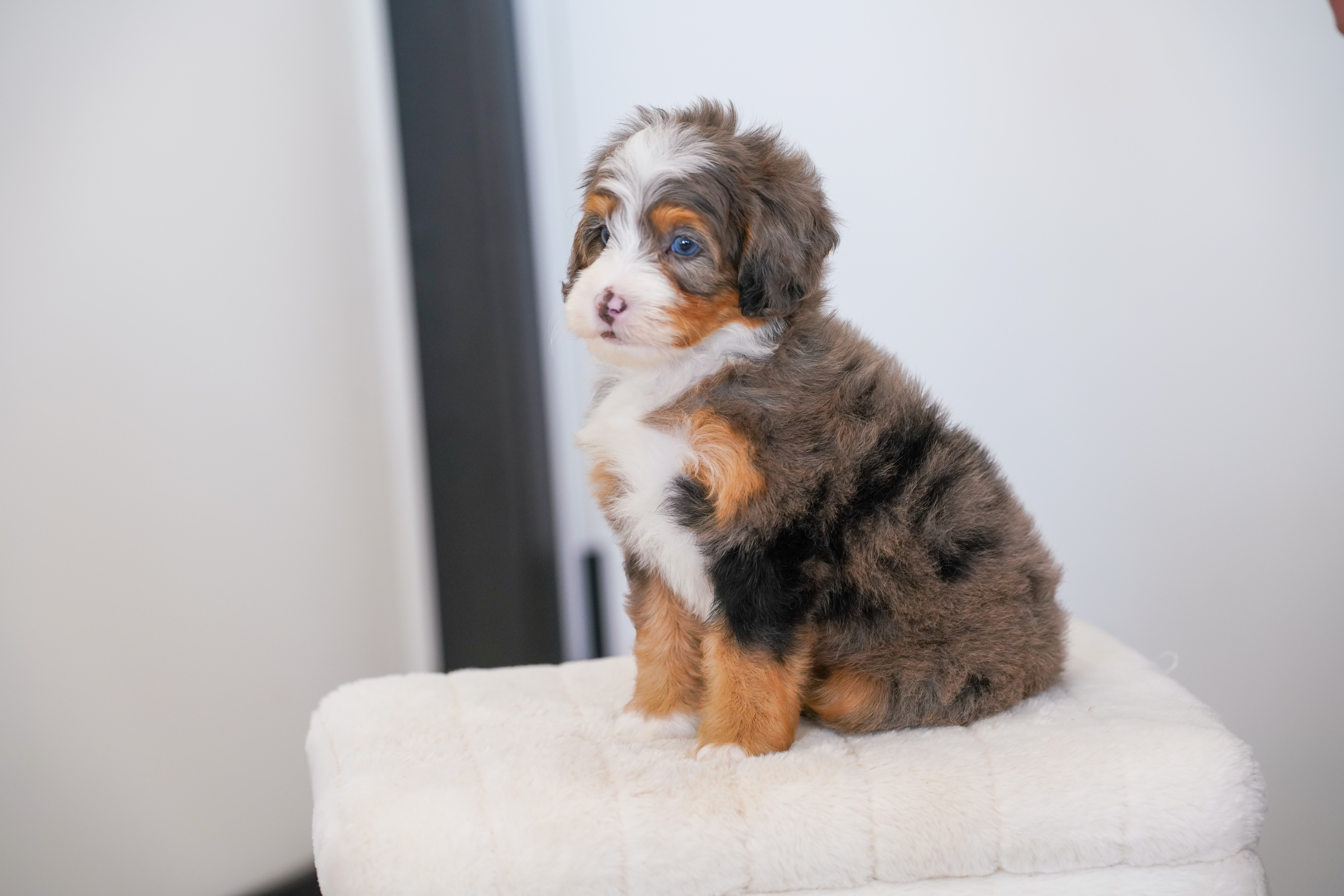 Thumper, Merle Tri Colored, boy, Mini Bernedoodle, puppy at Down Home Doodle
