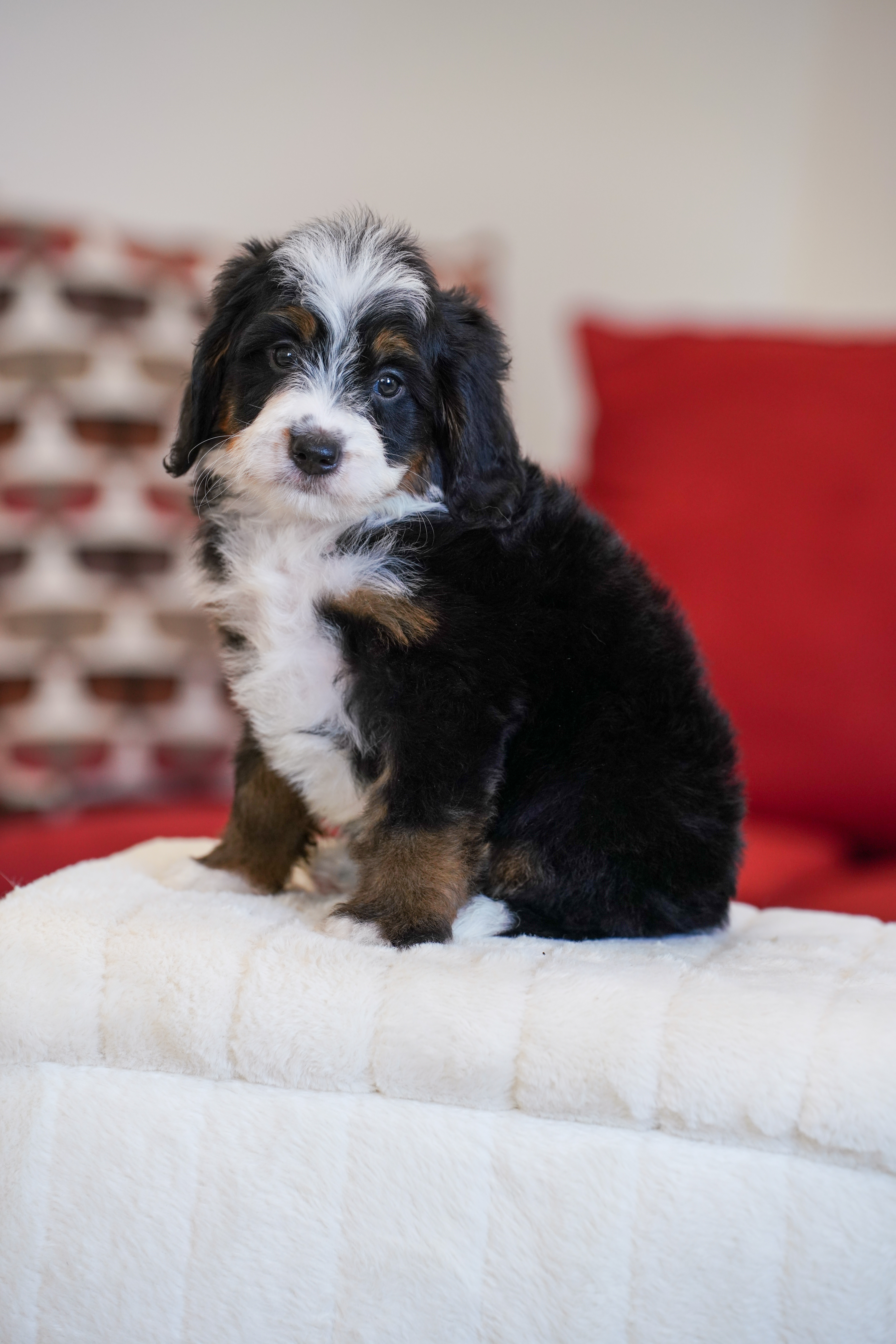 Melania, Tri Colored, girl, Mini Bernedoodle, puppy at Down Home Doodle