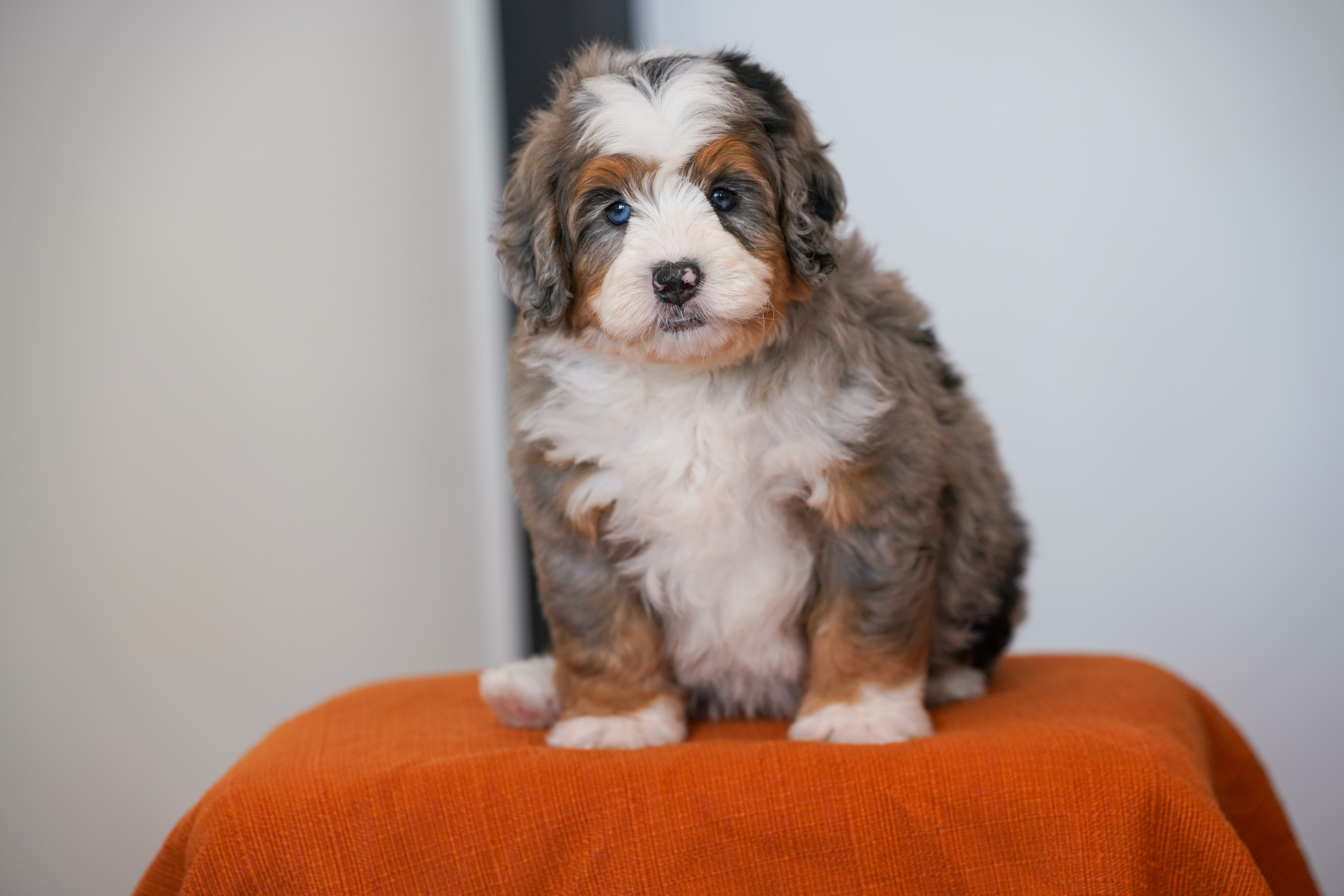 Eric, Merle Tri Colored, boy, Mini Bernedoodle, puppy at Down Home Doodle