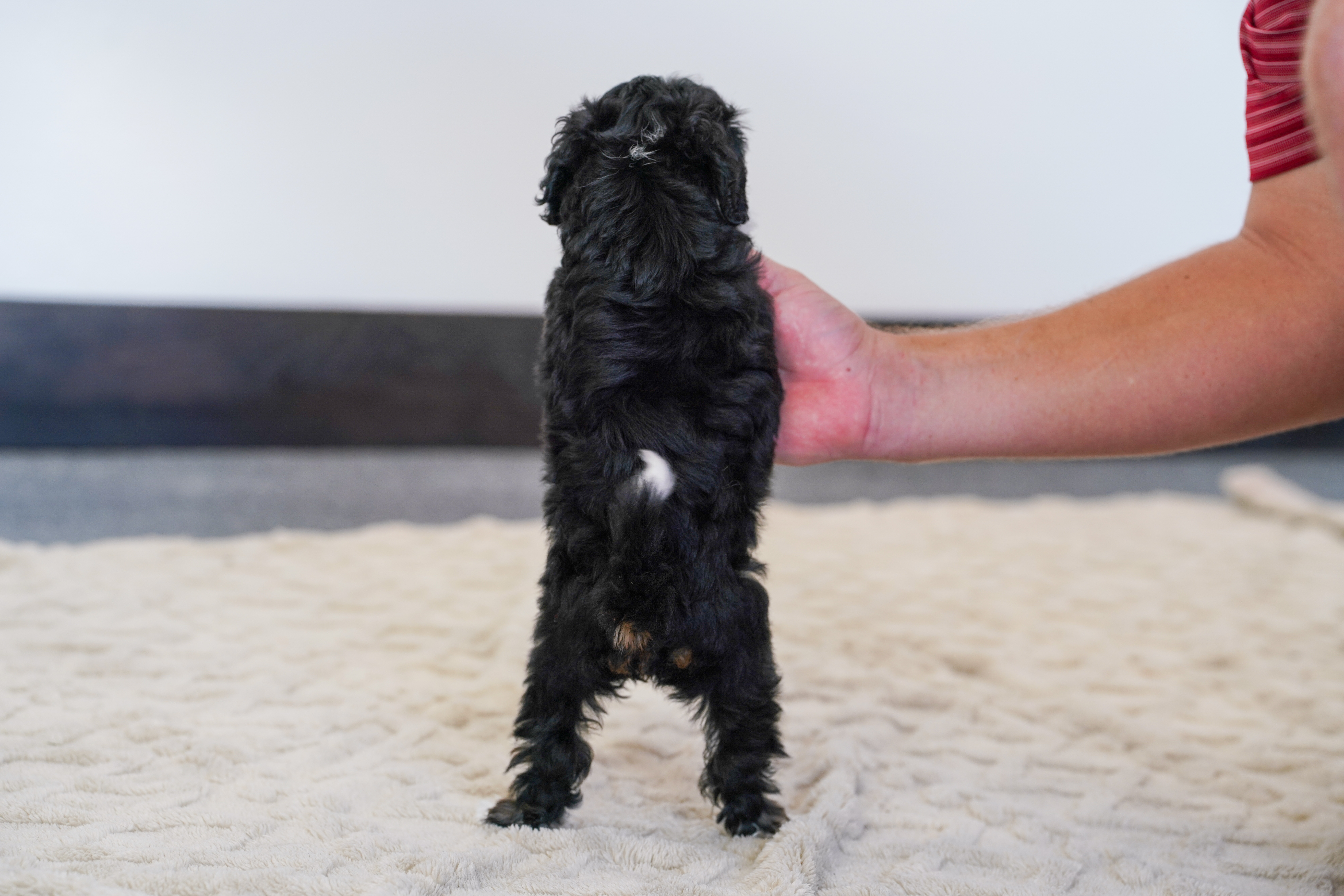 Flora, Tri Colored, girl, Micro Bernedoodle, puppy at Down Home Doodle