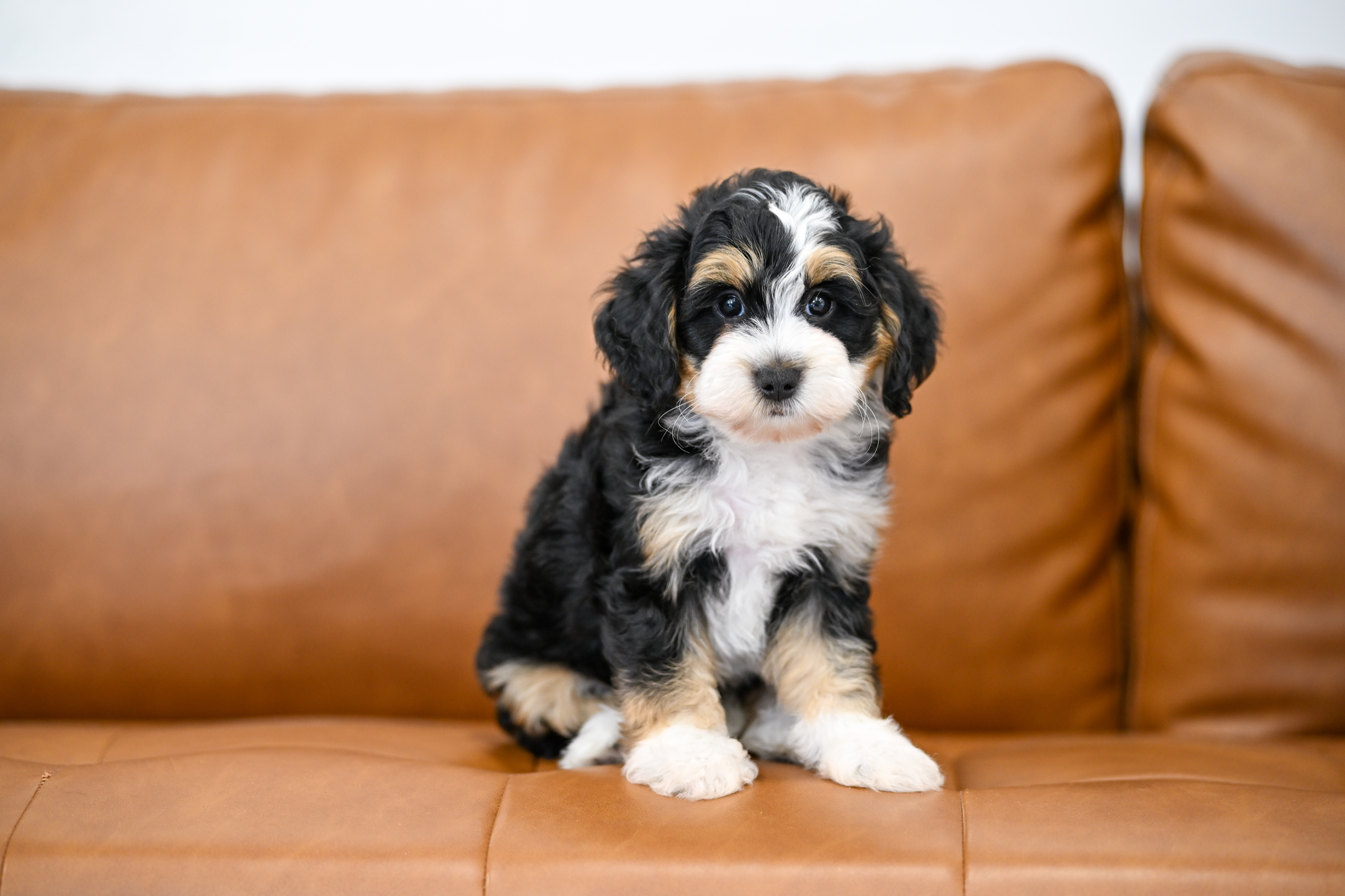Lionel, Tri Colored, boy, Micro Bernedoodle, puppy at Down Home Doodle