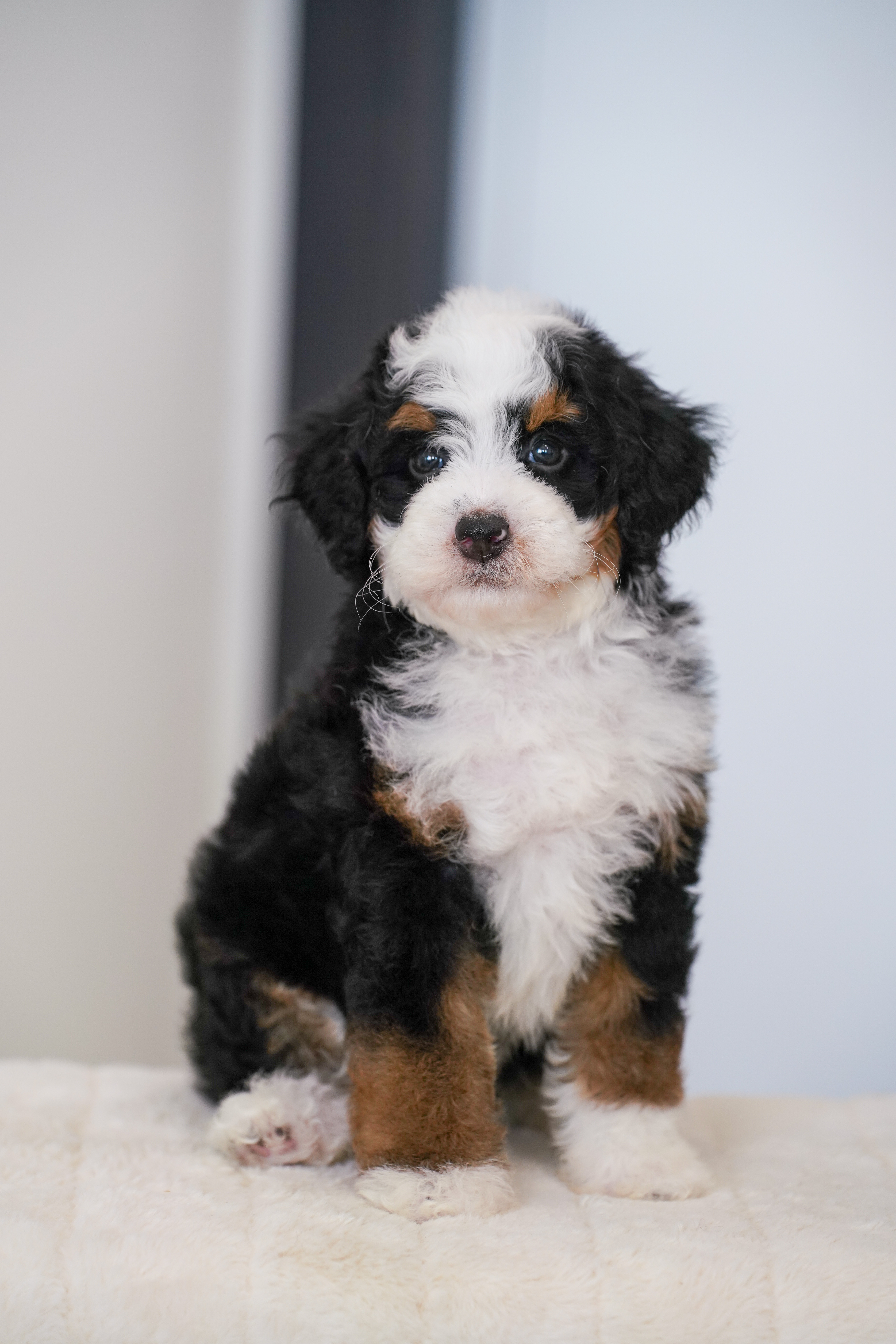 Bunny, Tri Colored, girl, Mini Bernedoodle, puppy at Down Home Doodle