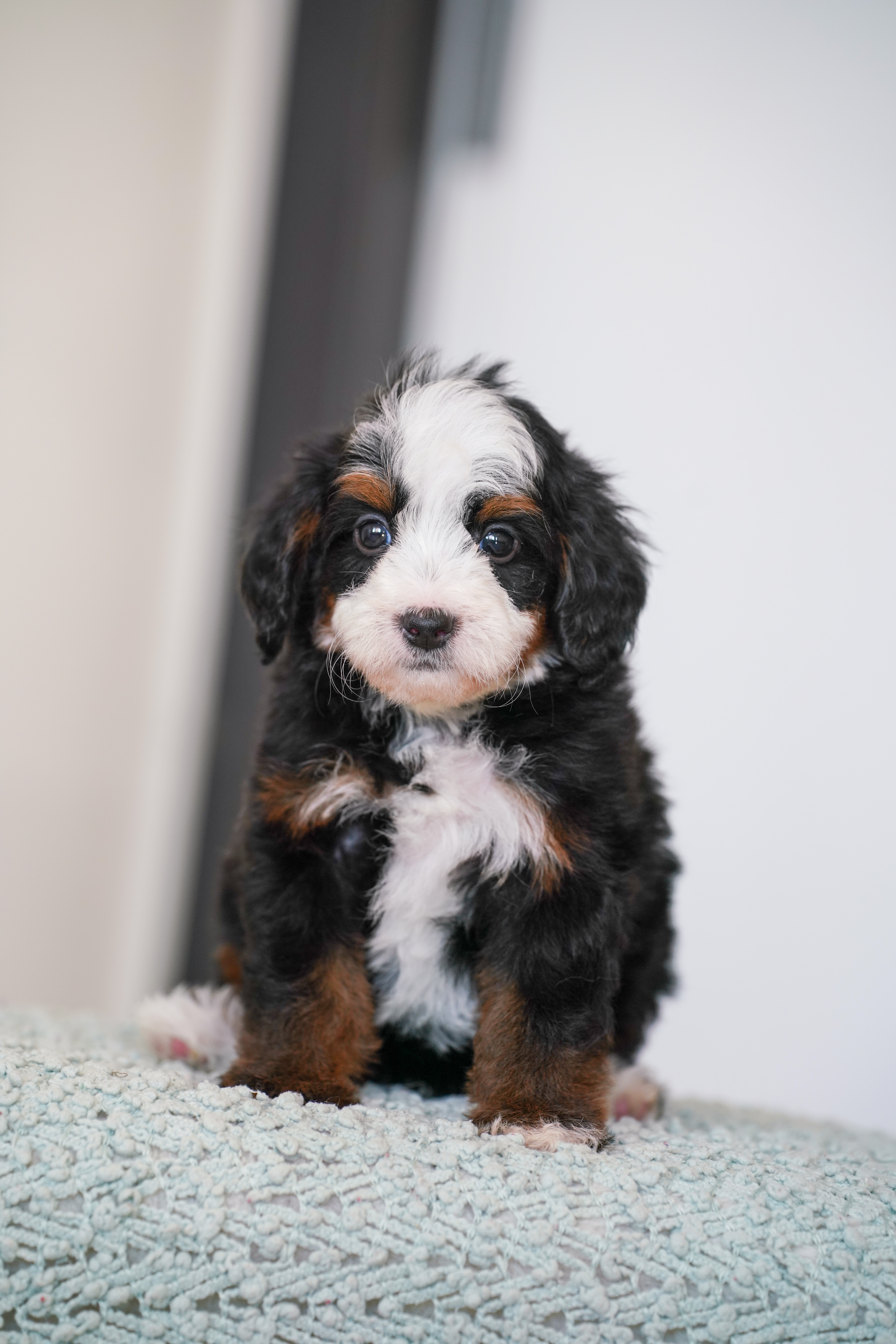 Burbank, Tri Colored, boy, Mini Bernedoodle, puppy at Down Home Doodle