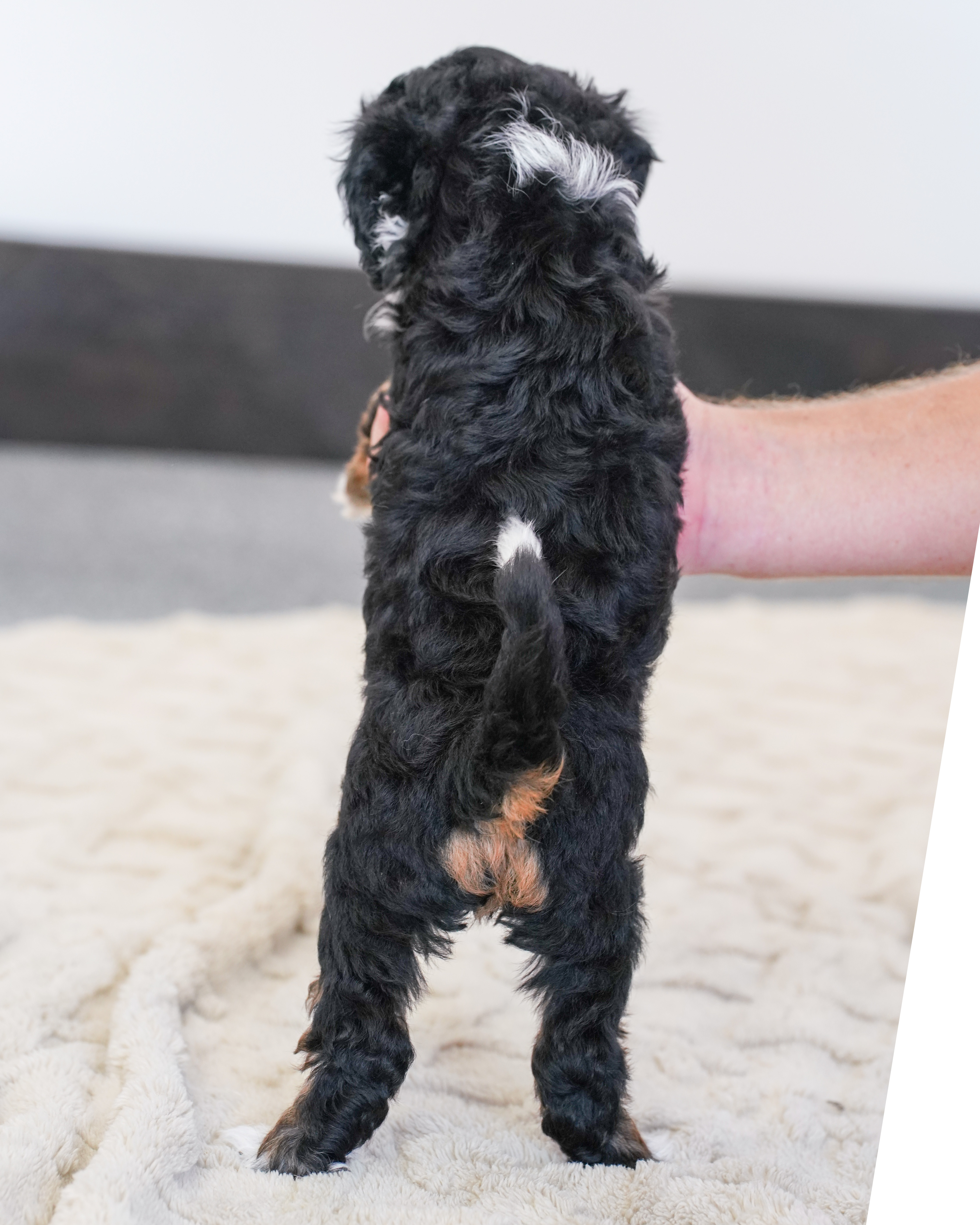 Peony, Tri Colored, girl, Micro Bernedoodle, puppy at Down Home Doodle
