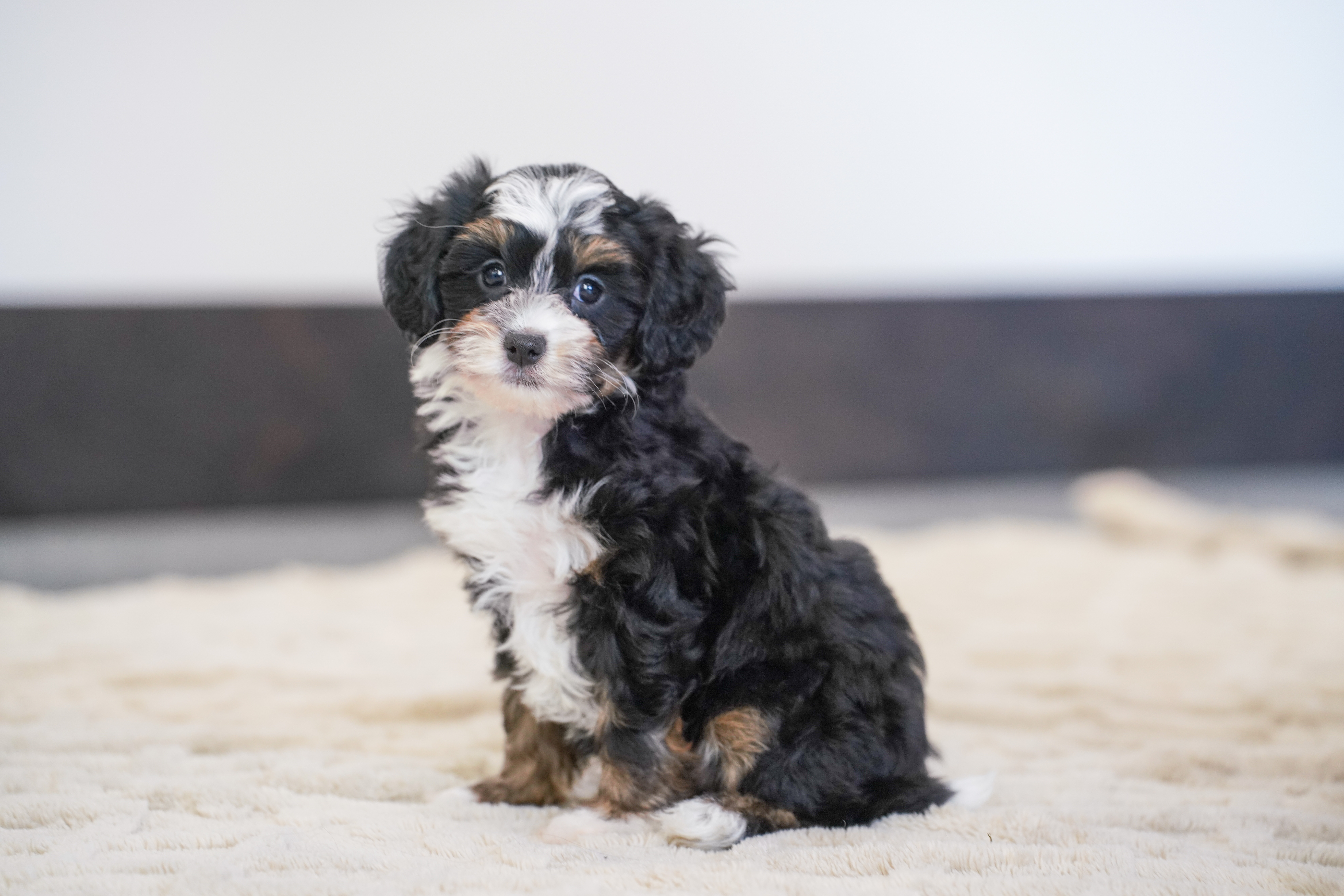Coco, Tri Colored, girl, Micro Bernedoodle, puppy at Down Home Doodle