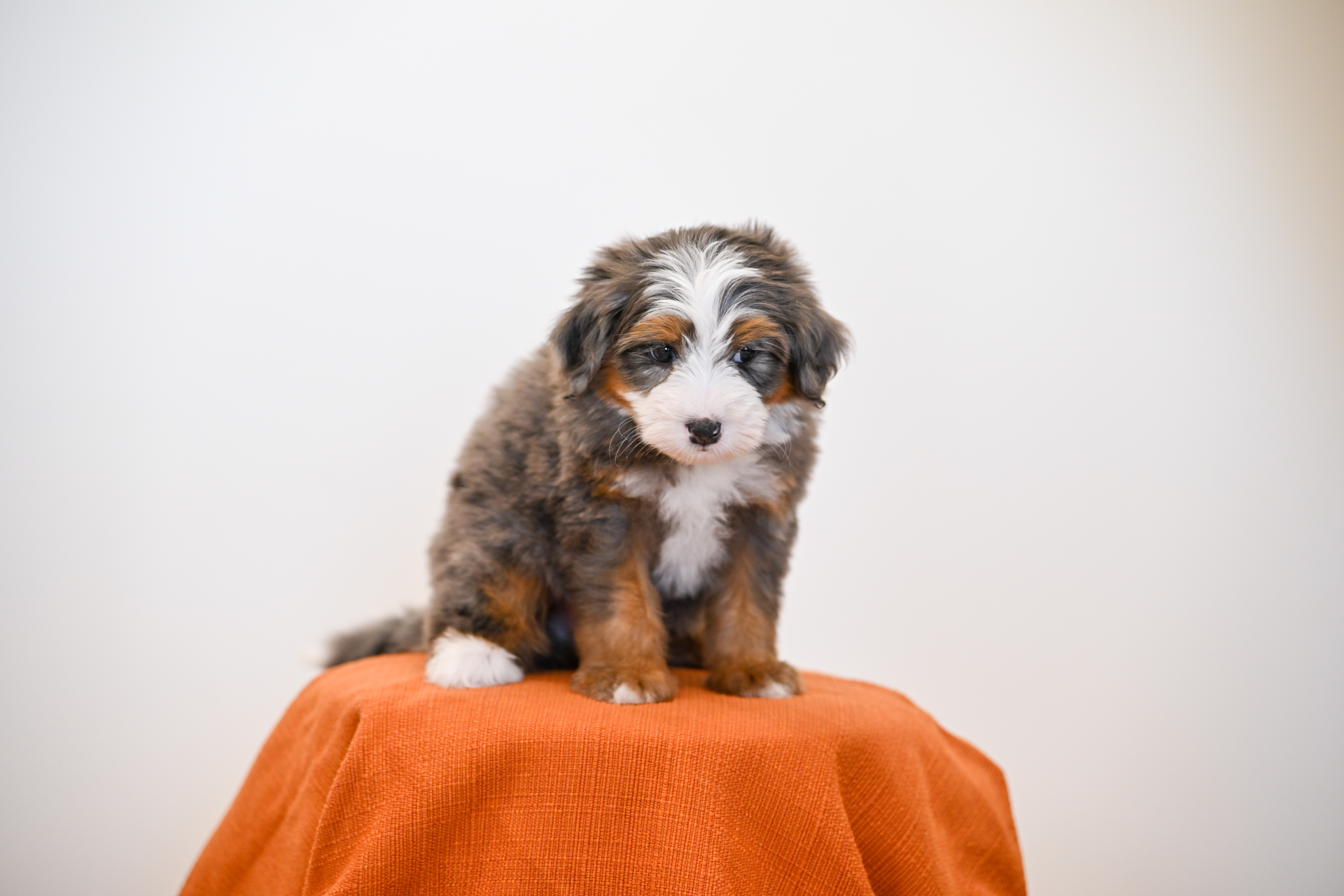 Melrose, Merle Tri Colored, boy, Mini Bernedoodle, puppy at Down Home Doodle
