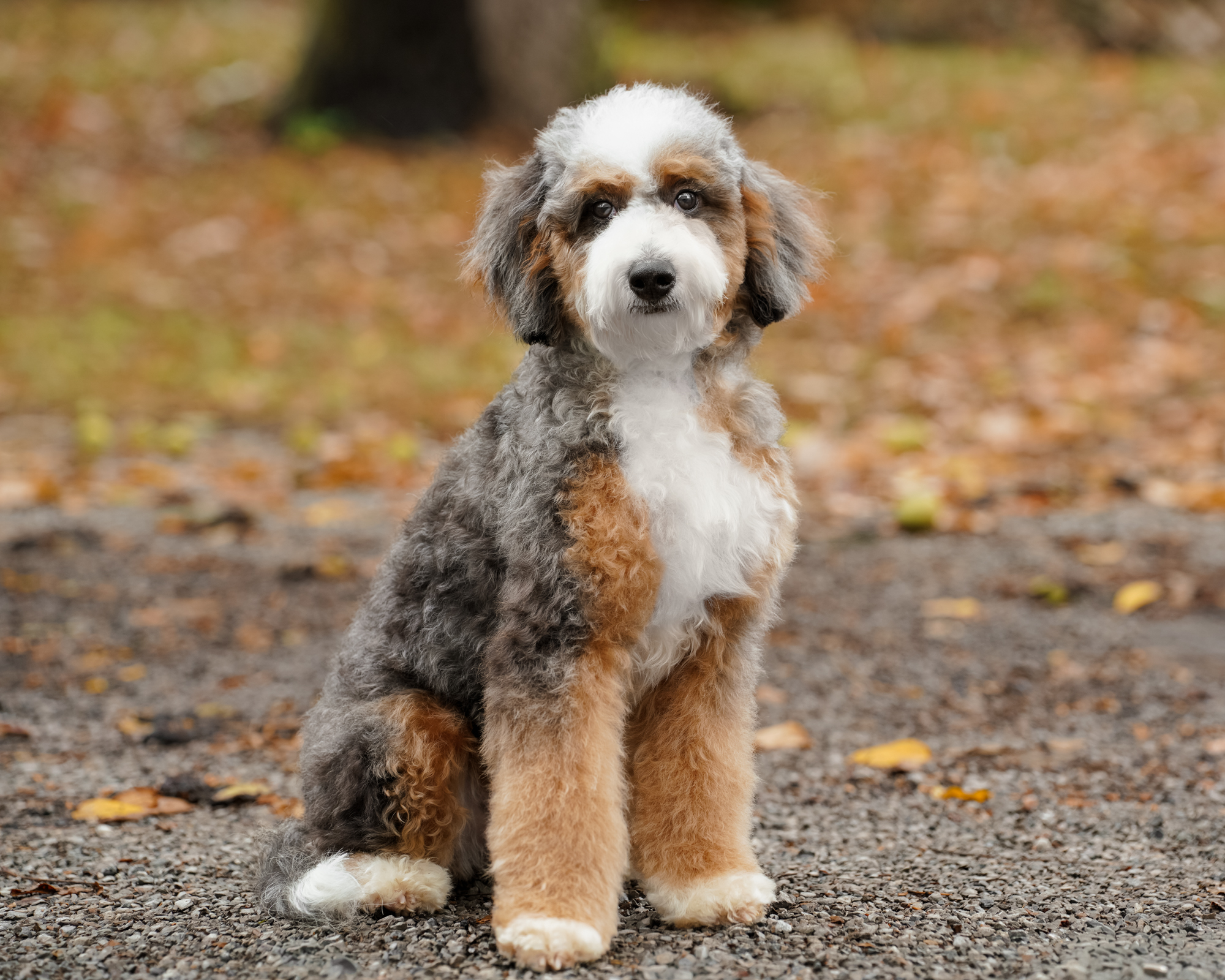 Our darling 22-pound Micro Bernedoodle mom with a compact build, a luxurious curly coat, and a playful, slightly sassy