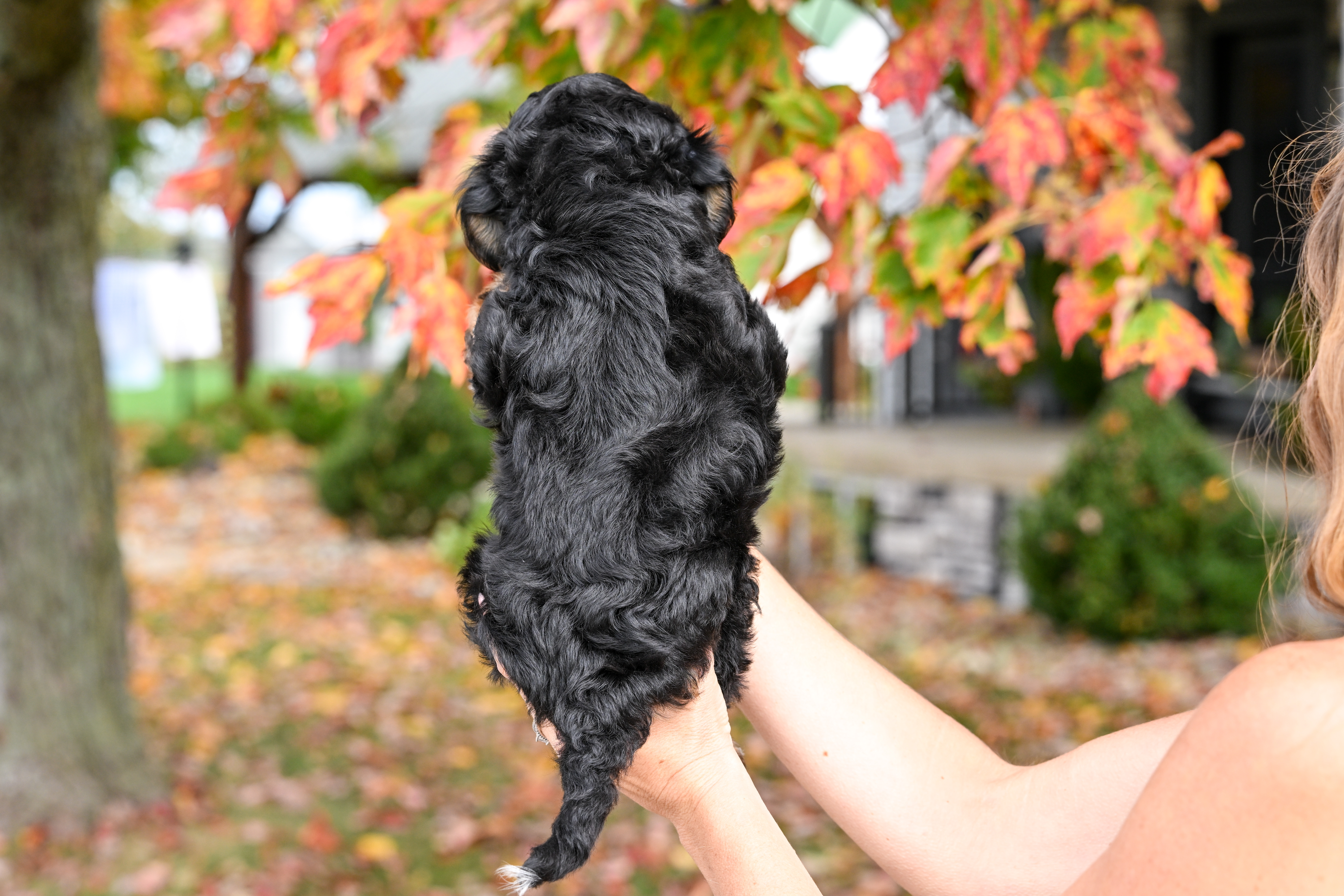 Hulu, Tri Colored, girl, Micro Bernedoodle, puppy at Down Home Doodle