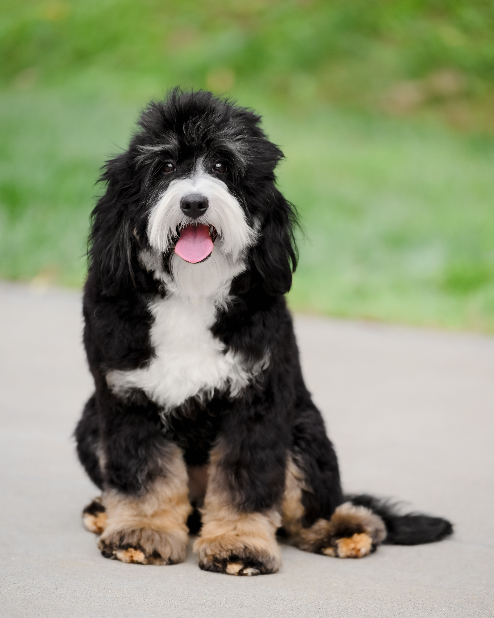 Black Tri Bernedoodle mom, 30 lbs