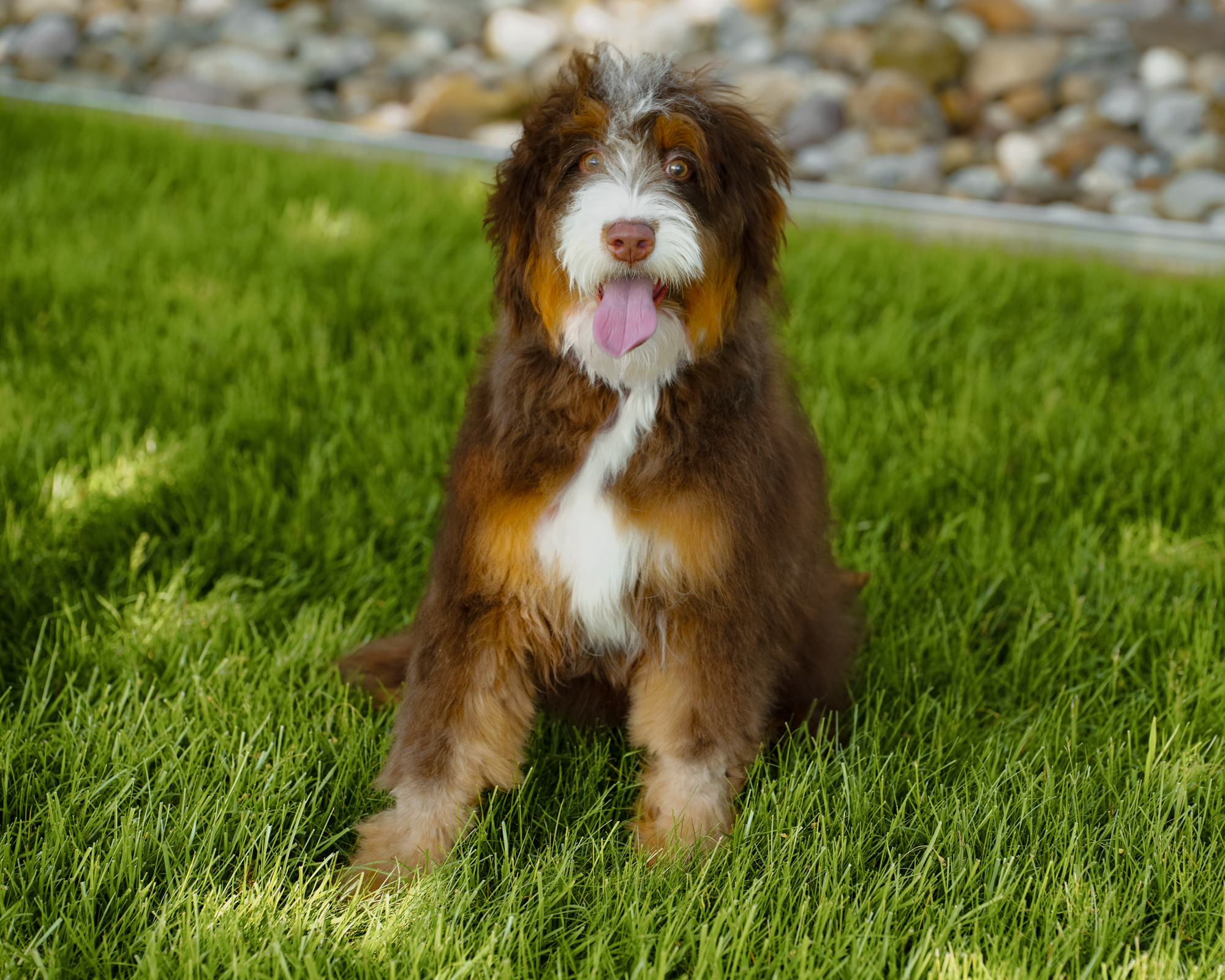 Our beautiful 28-pound Chocolate Tri Mini Bernedoodle mom with rare, richly colored markings, a straight coat, and an