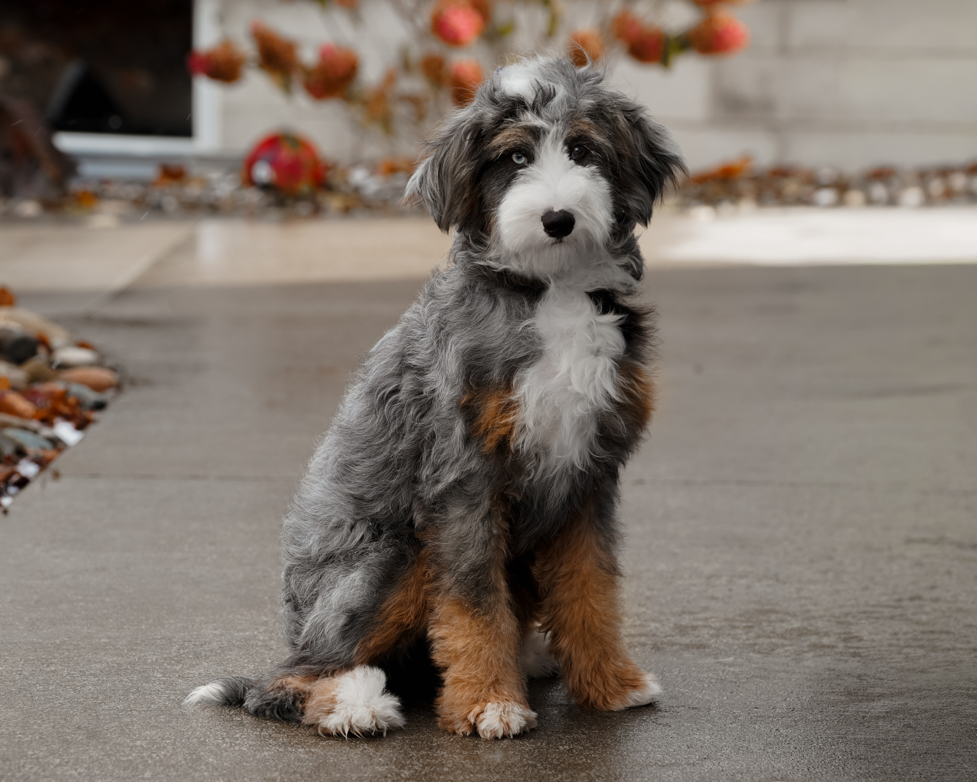 Our stunning 33-pound Blue Merle Mini Bernedoodle mom with a thick, straight coat and a spirited, playful personality.