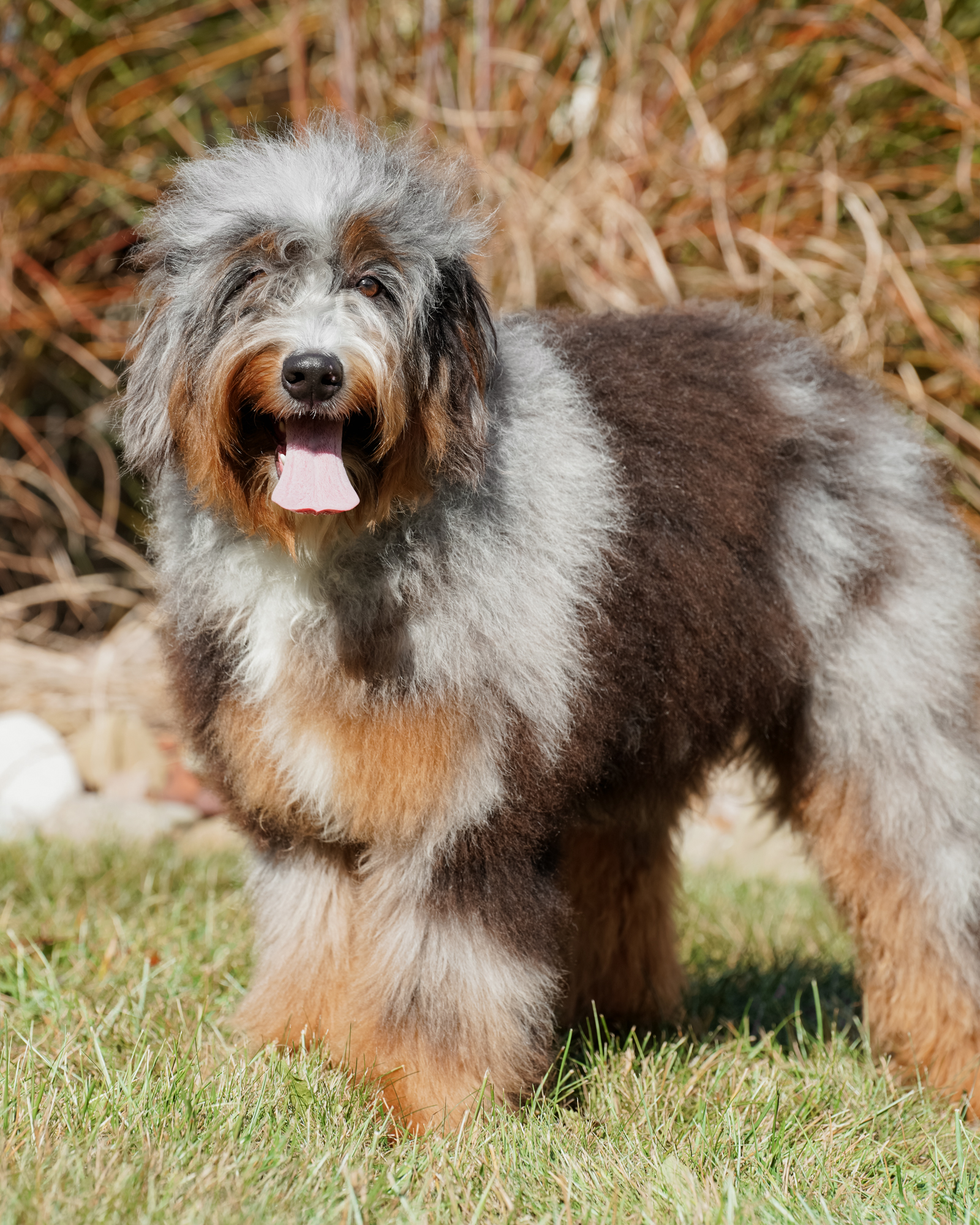 Our breathtaking 36-pound Blue Merle Mini Bernedoodle mom with an extraordinarily vibrant coat and a peaceful, relaxed