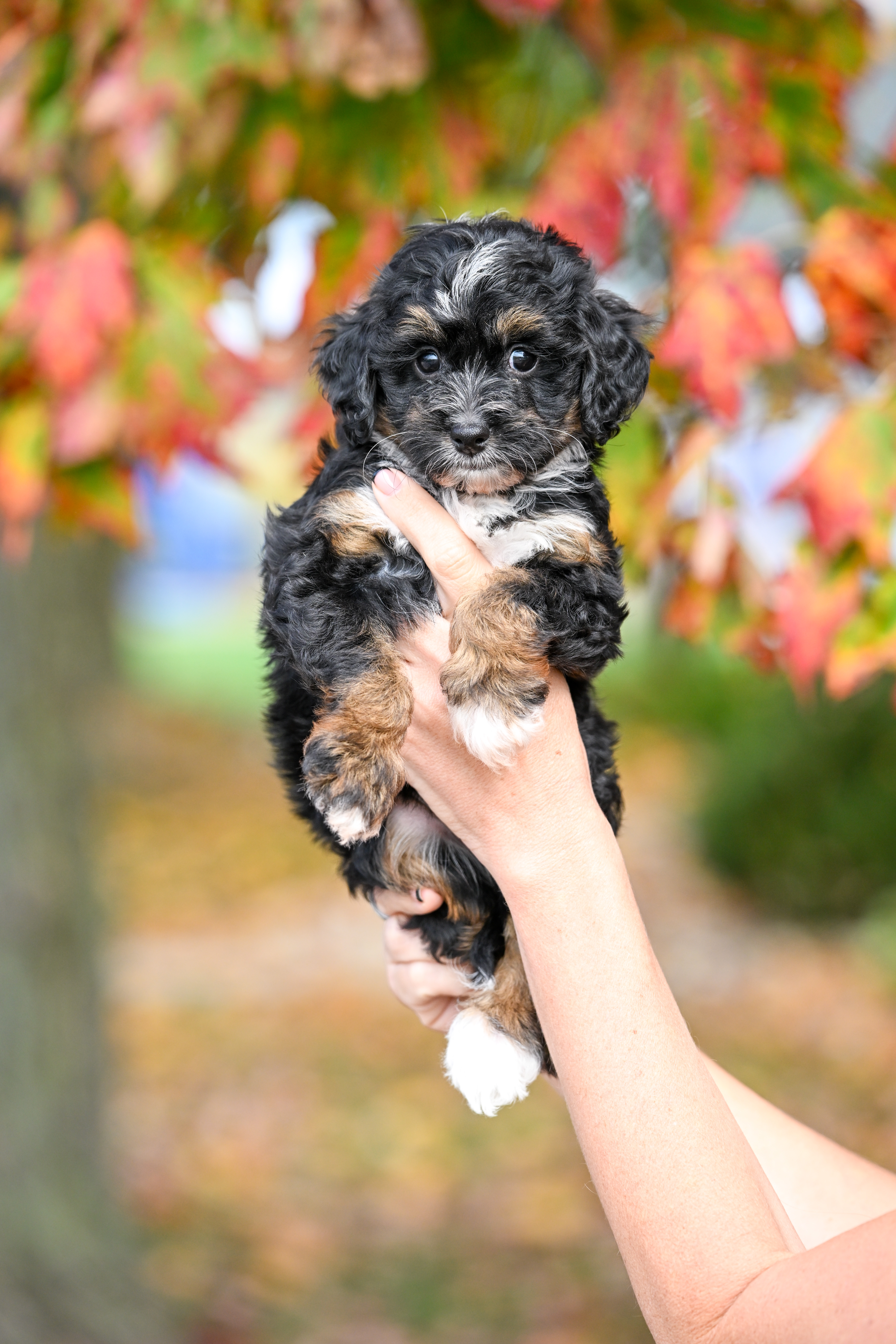Disney, Tri Colored, girl, Micro Bernedoodle, puppy at Down Home Doodle