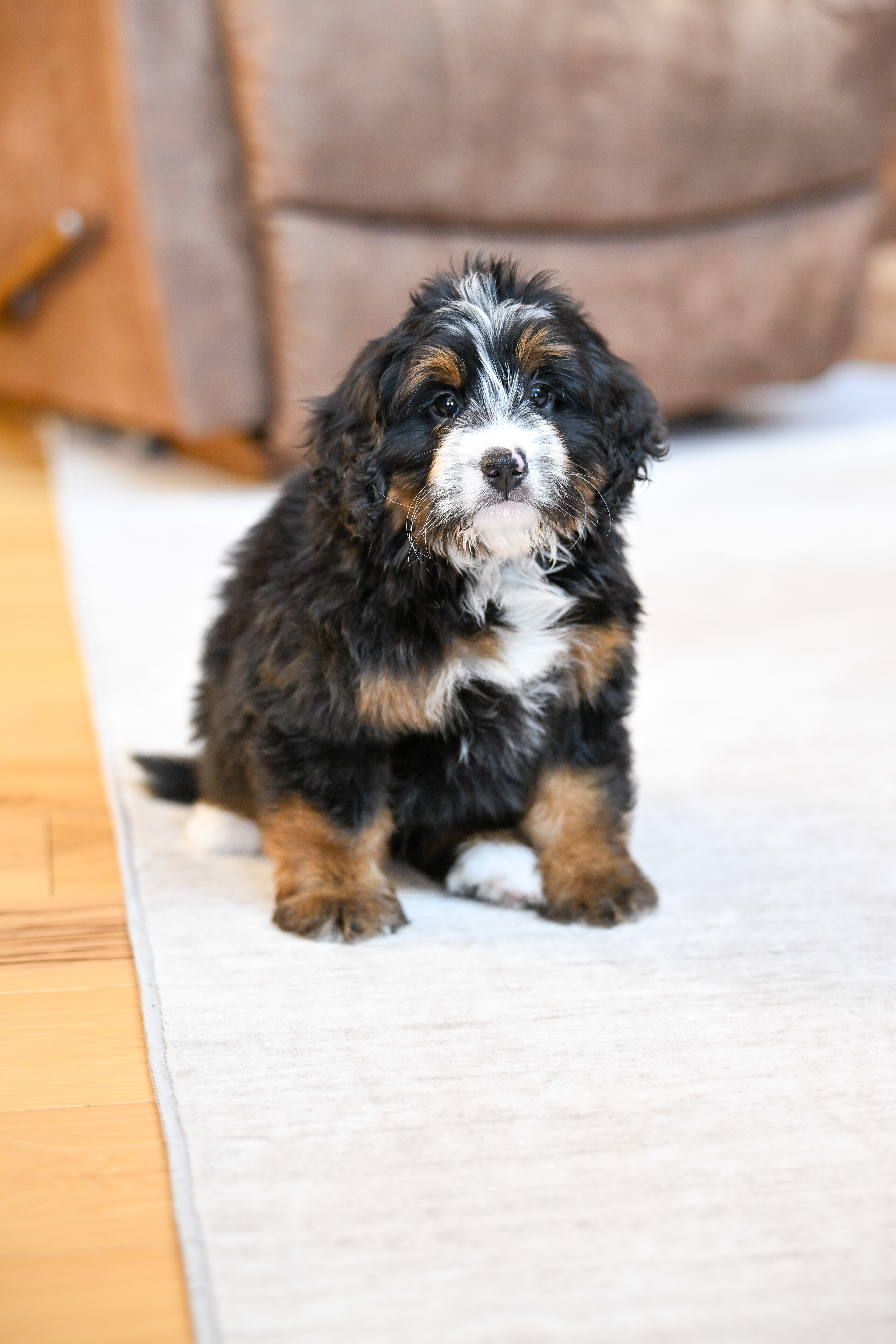 Flynn, Tri Colored, boy, Mini Bernedoodle, puppy at Down Home Doodle
