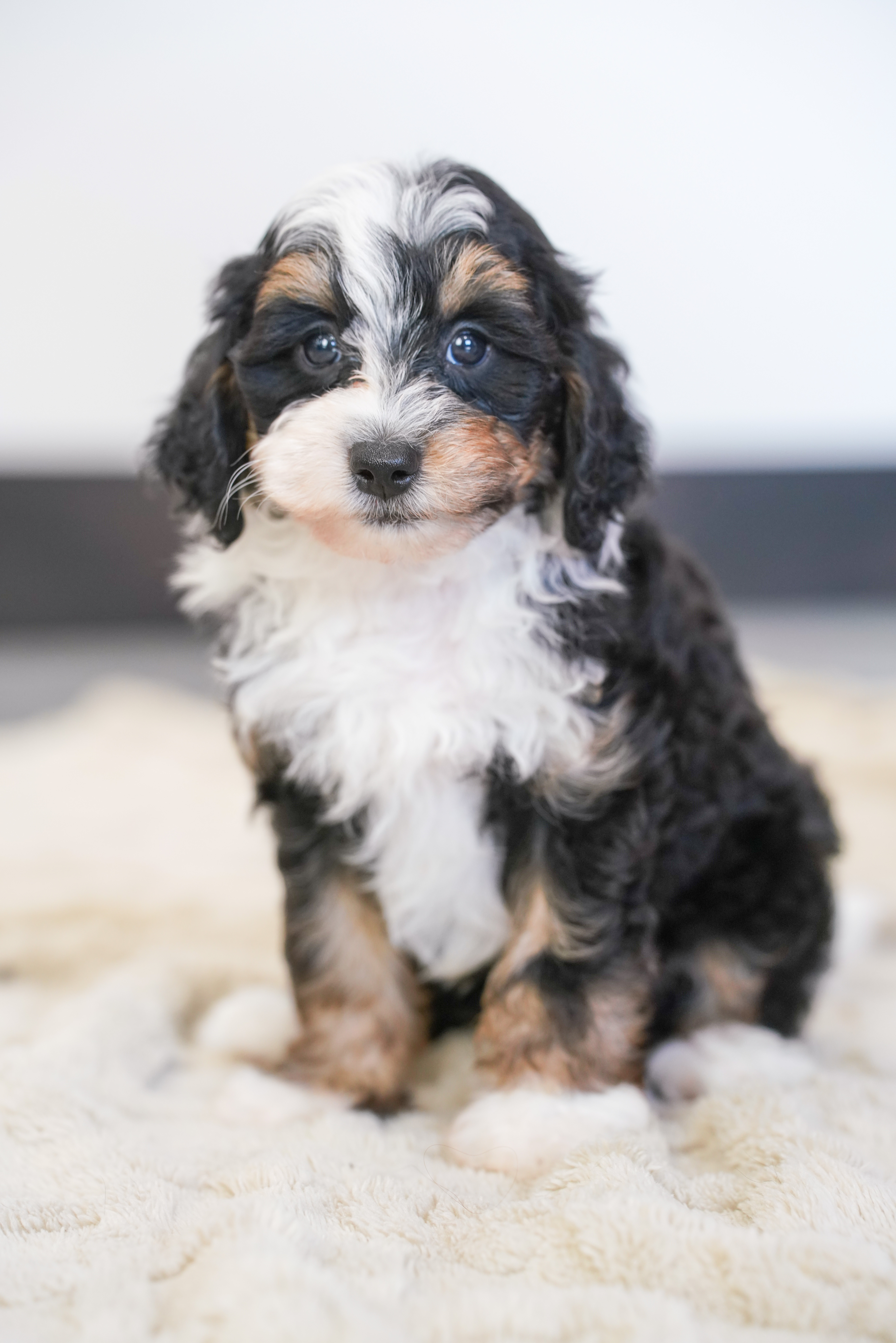 Beau, Tri Colored, boy, Micro Bernedoodle, puppy at Down Home Doodle