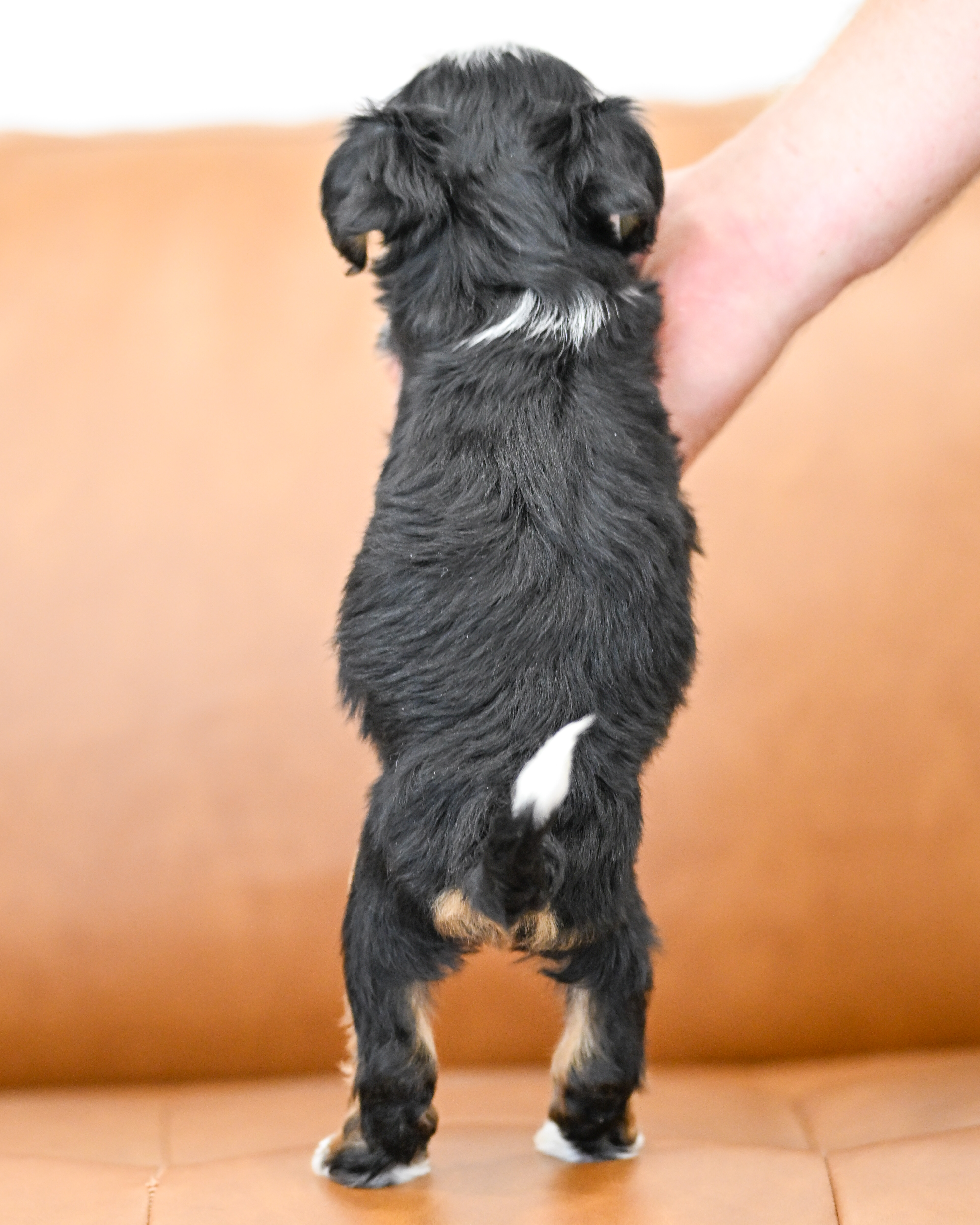 Marnie, Tri Colored, girl, Micro Bernedoodle, puppy at Down Home Doodle