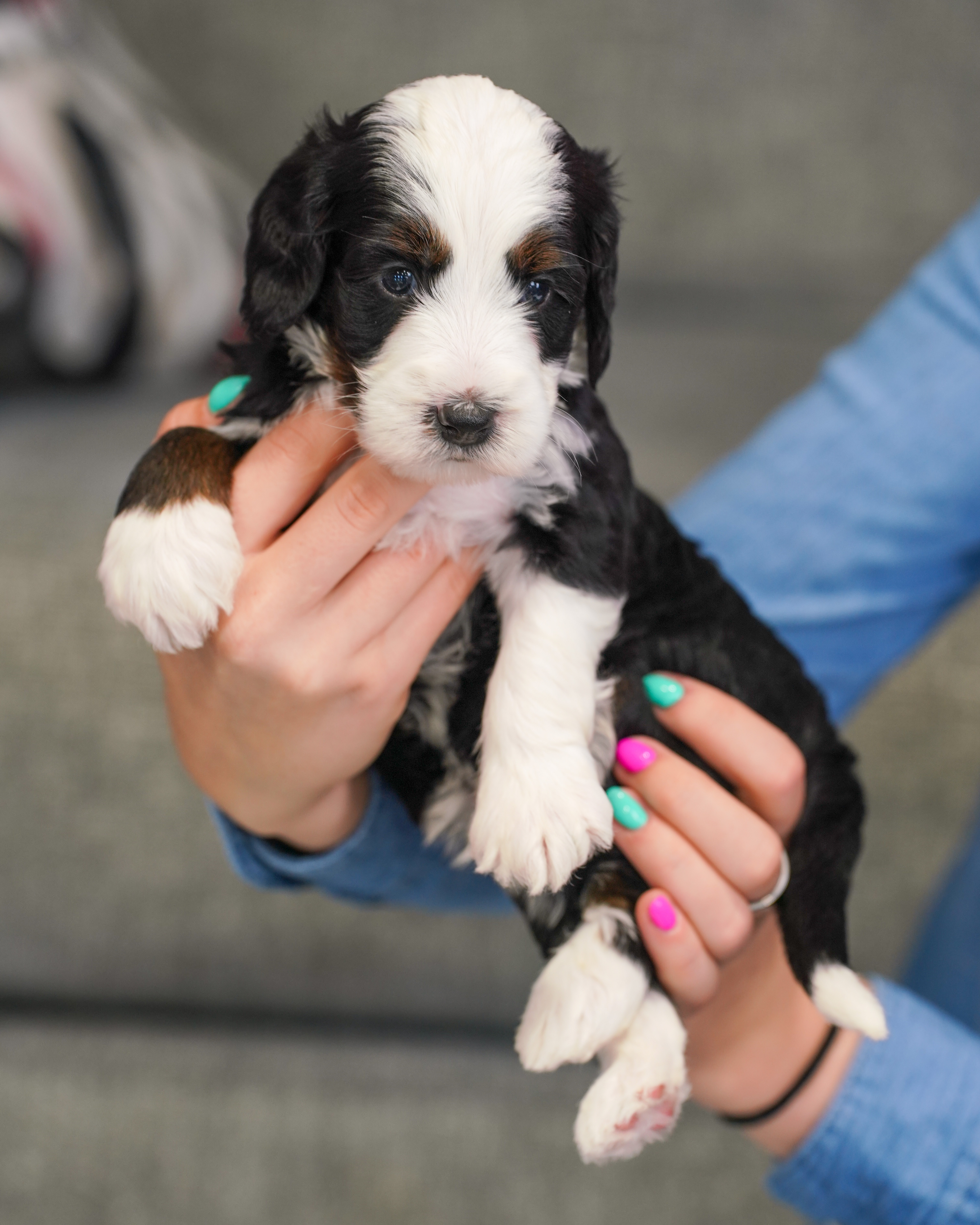 Custard, Tri Colored, boy, Mini Bernedoodle, puppy at Down Home Doodle