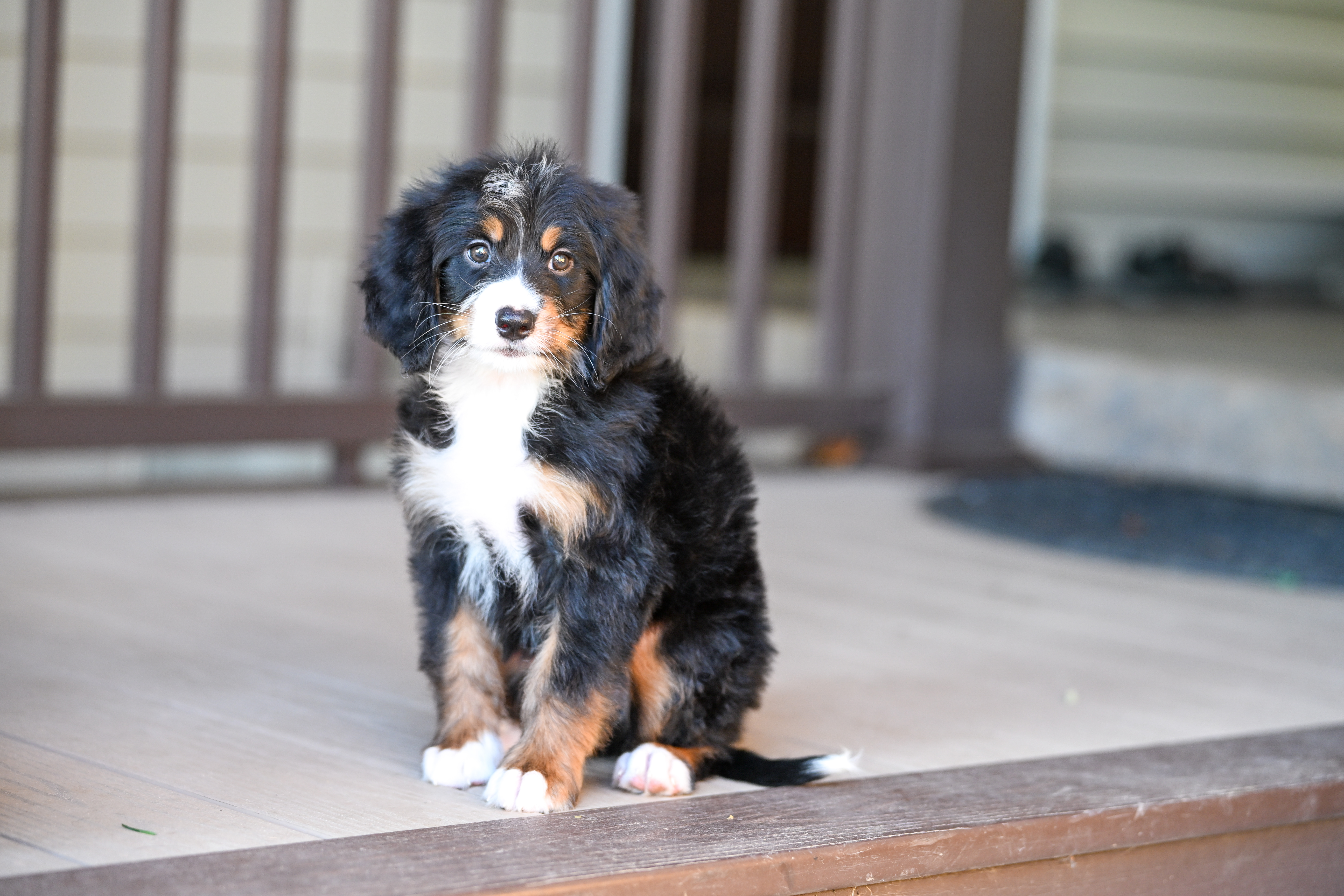 Michelle, Tri Colored, girl, Mini Bernedoodle, puppy at Down Home Doodle