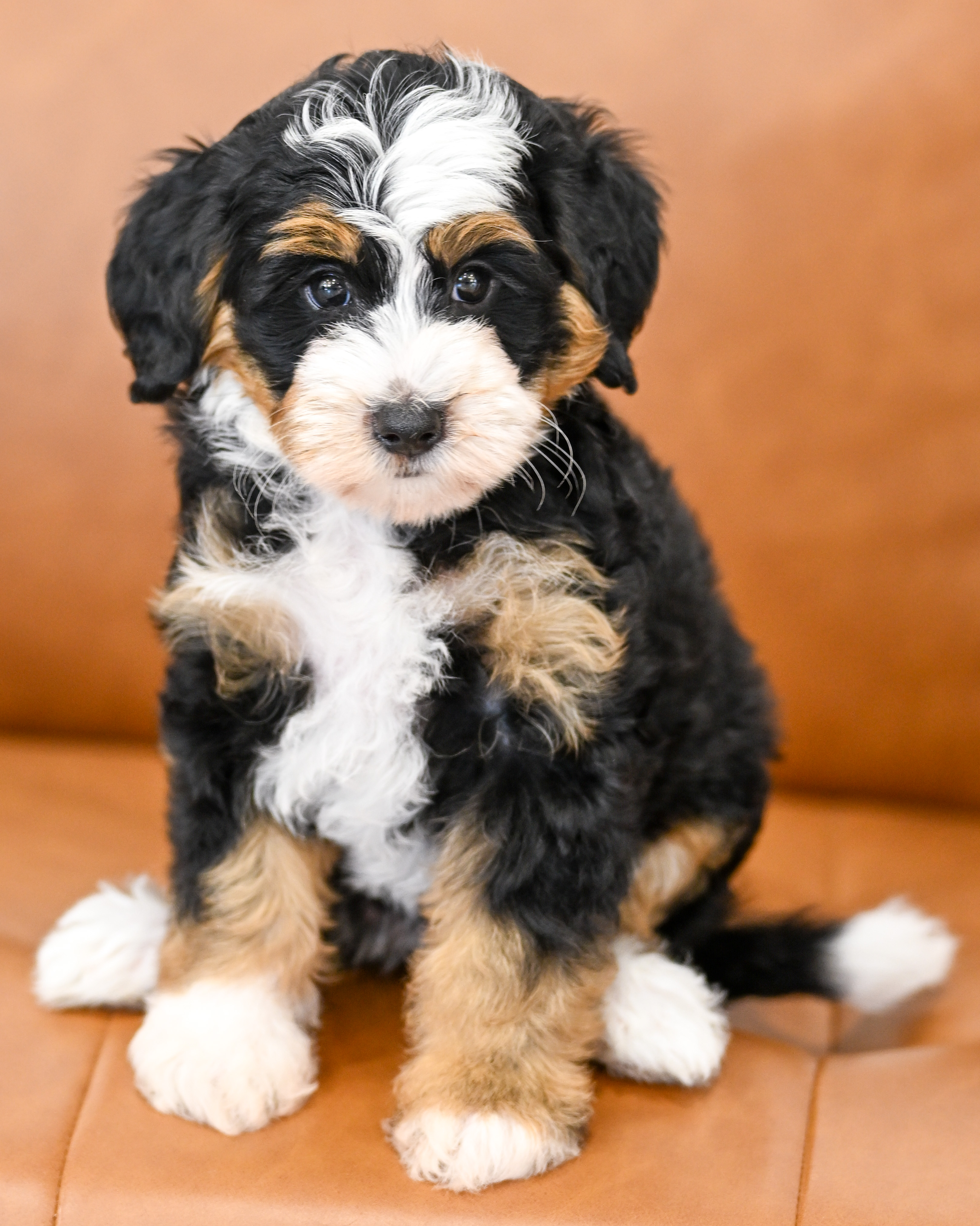 Bianca, Tri Colored Micro Bernedoodle puppy