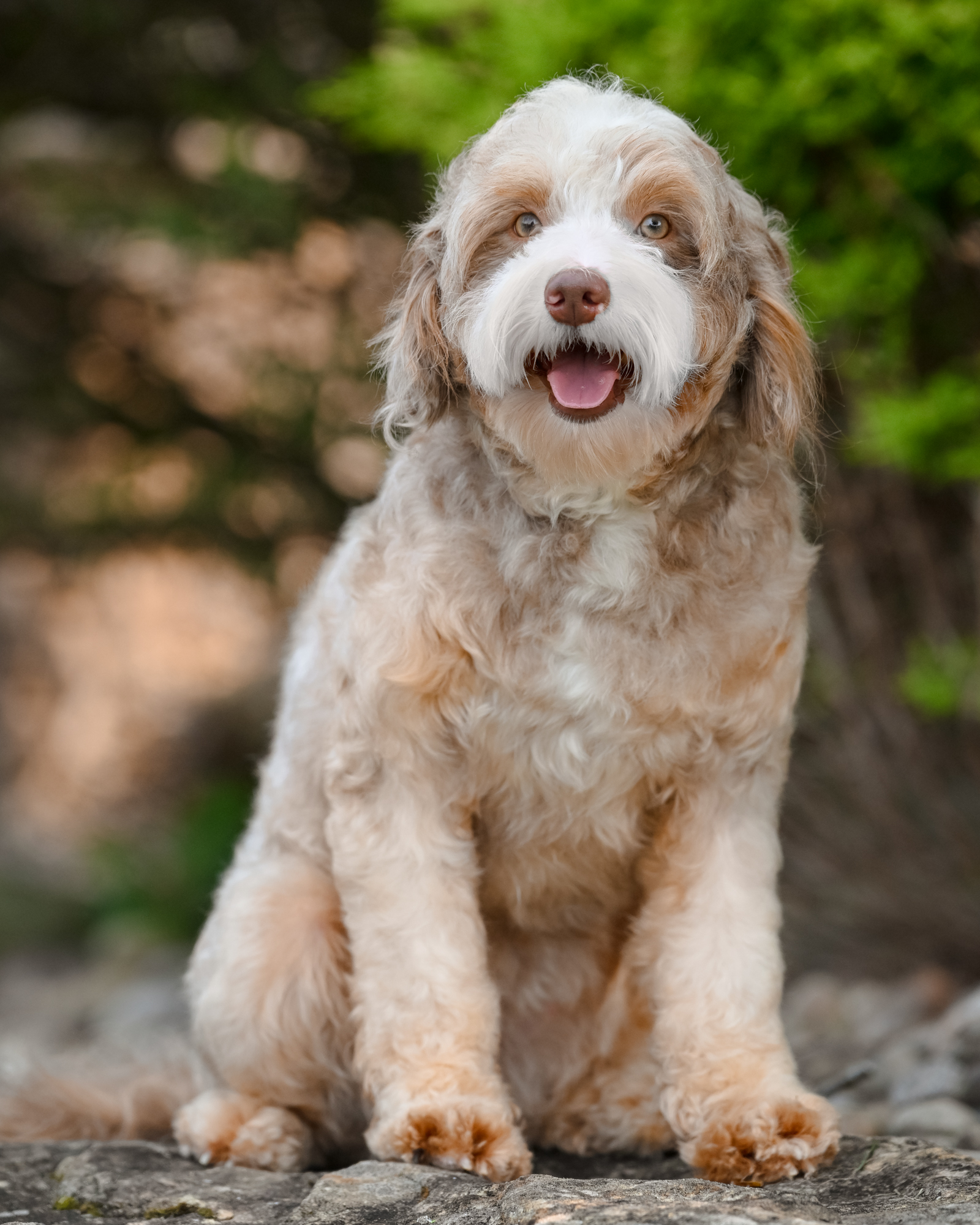 Our adorable Mini Bernedoodle mom with a compact build, a beautiful wavy coat, and a sweet, devoted nature.