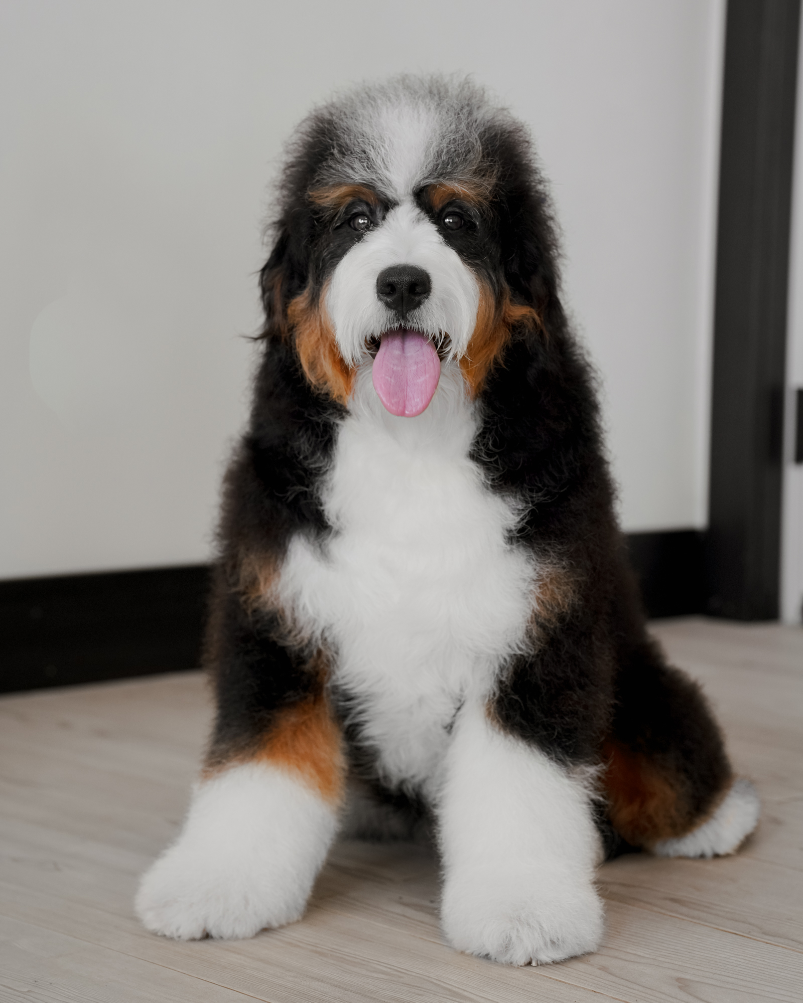 Winnie, Bernedoodle mom at Down Home Doodle