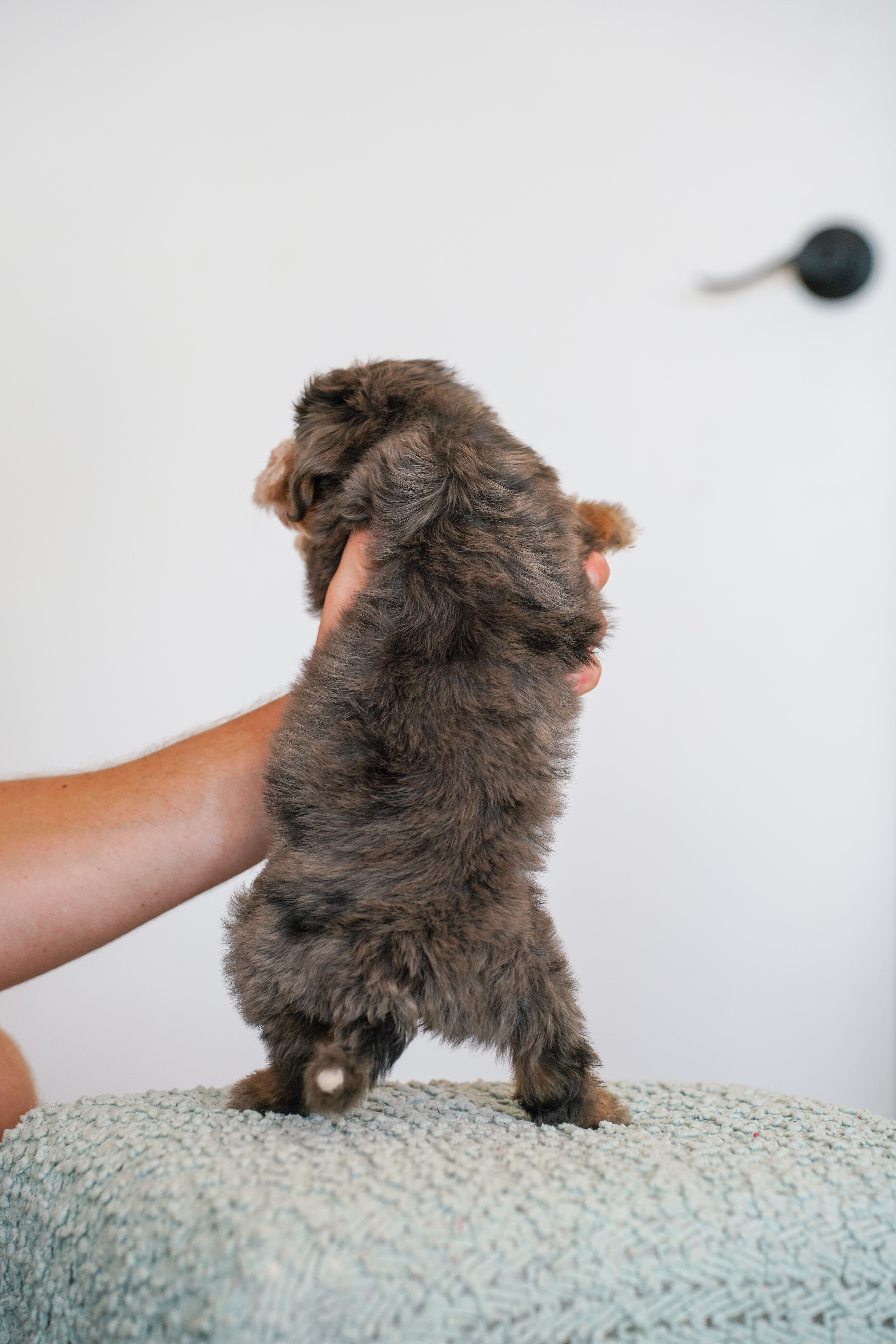 Malibu, Merle Tri Colored, boy, Mini Bernedoodle, puppy at Down Home Doodle