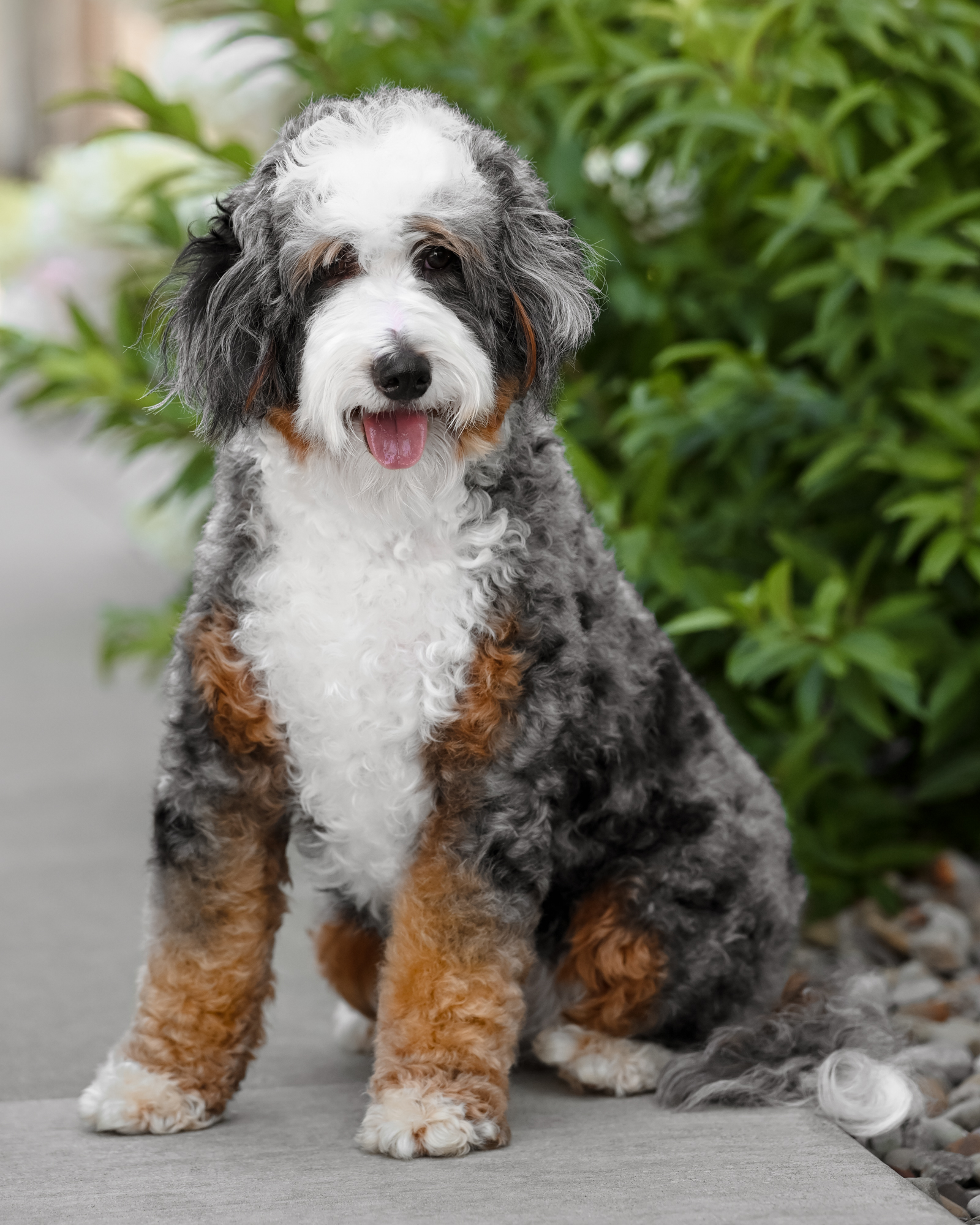 Our stunning 26-pound Blue Merle Mini Bernedoodle mom with high-contrast coloring, fiery copper tan points, and an easygoing, highly trainable nature.