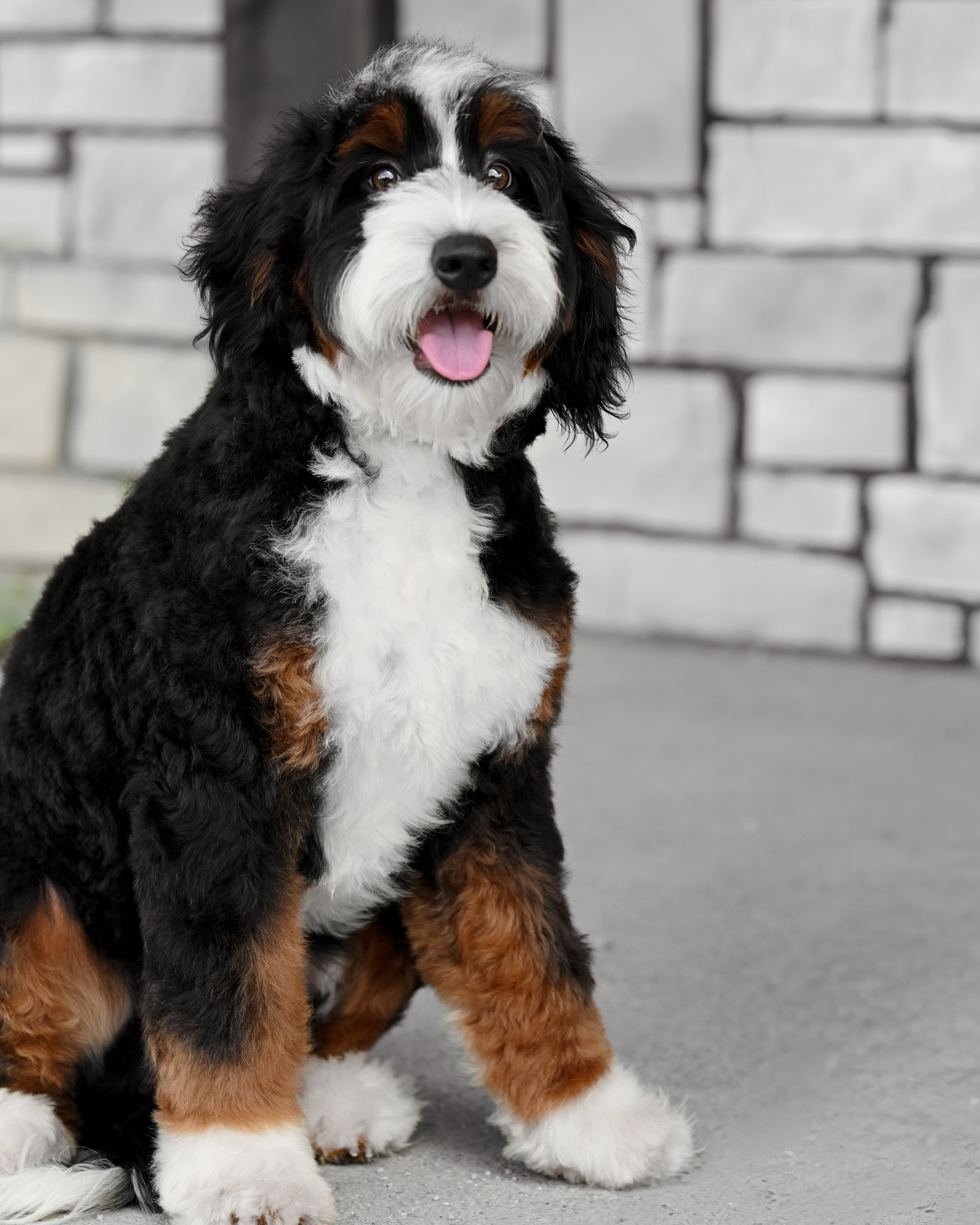 Elaine, Mini Bernedoodle mom at Down Home Doodle