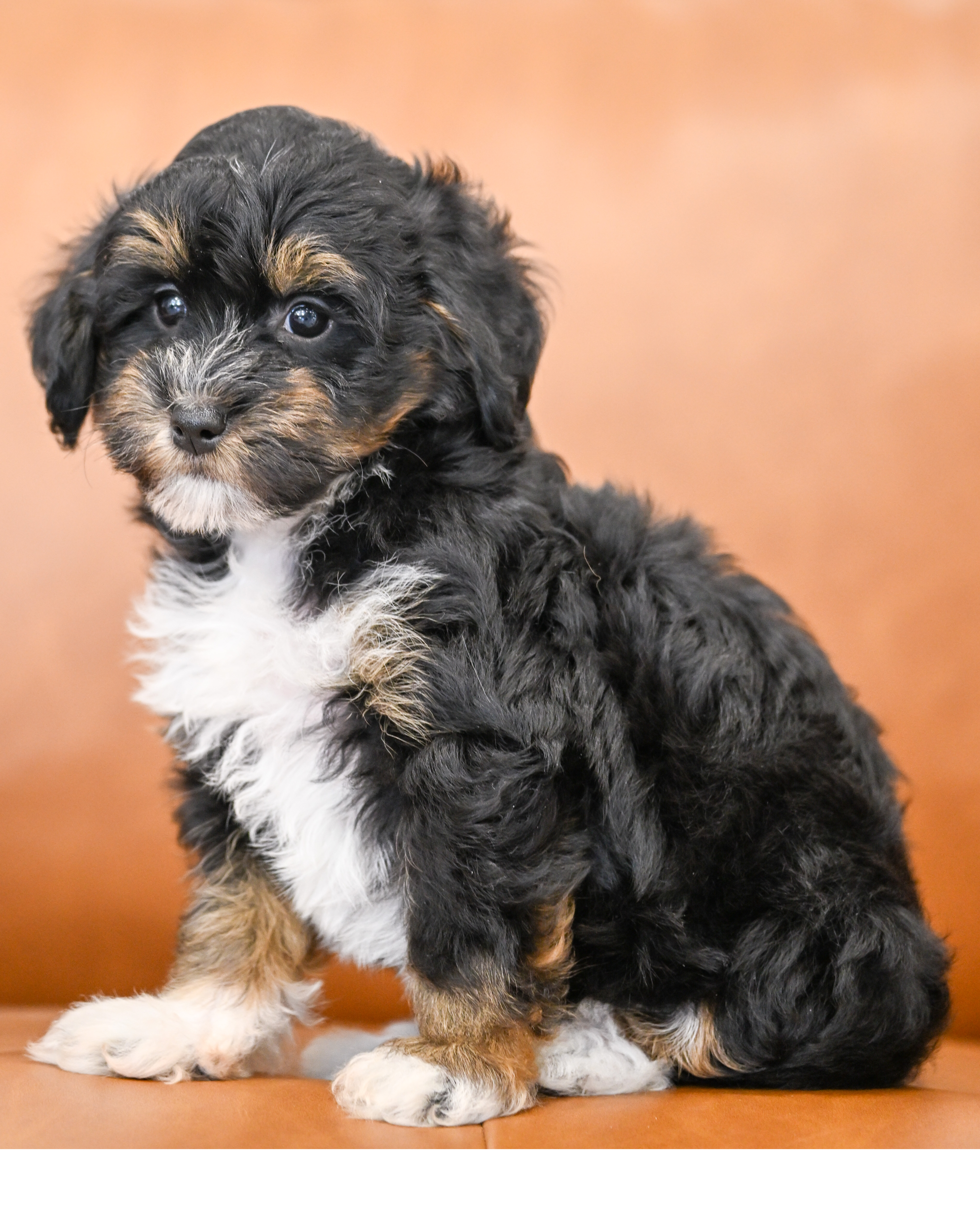 Odette, Tri Colored, girl, Micro Bernedoodle, puppy at Down Home Doodle