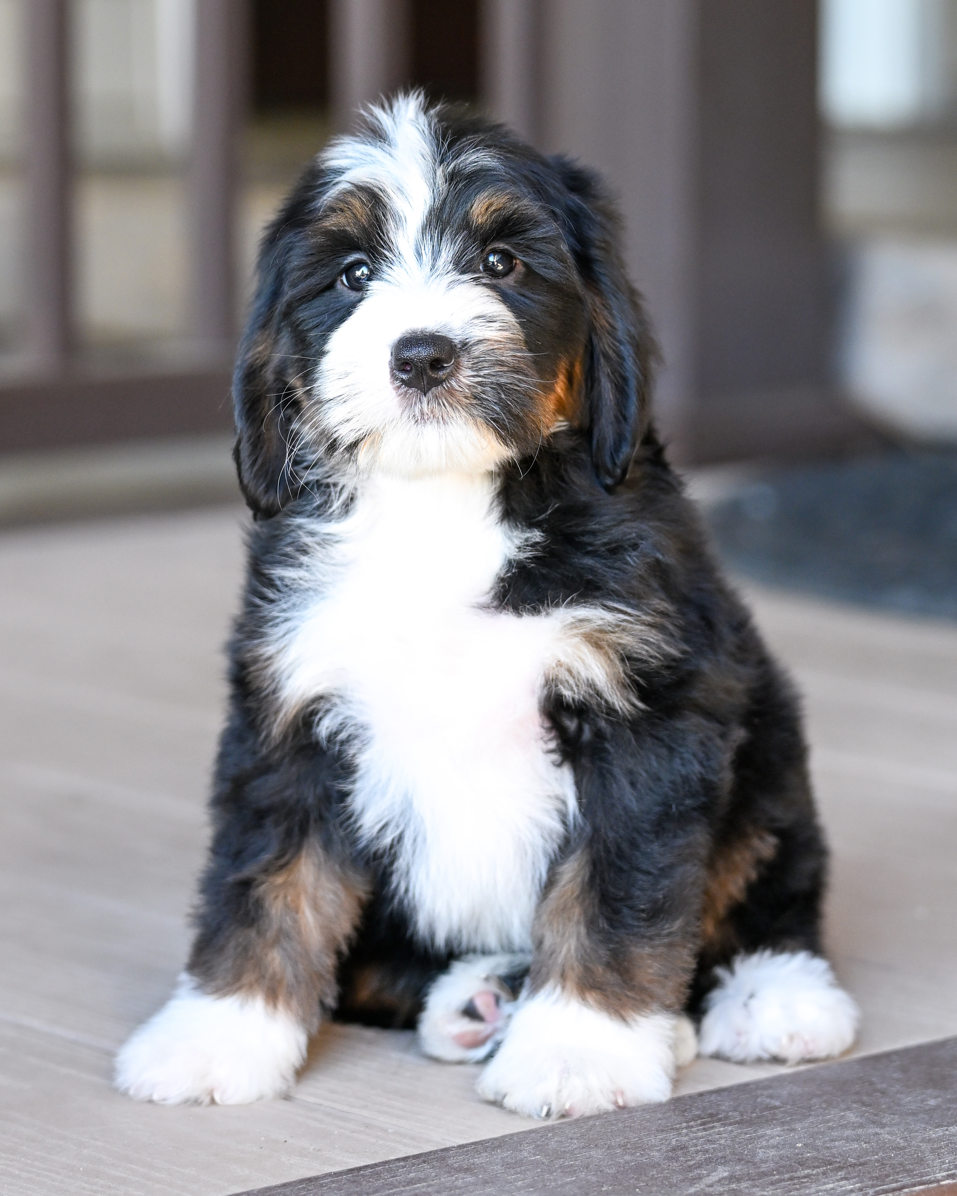 Laura, Tri Colored, girl, Mini Bernedoodle, puppy at Down Home Doodle